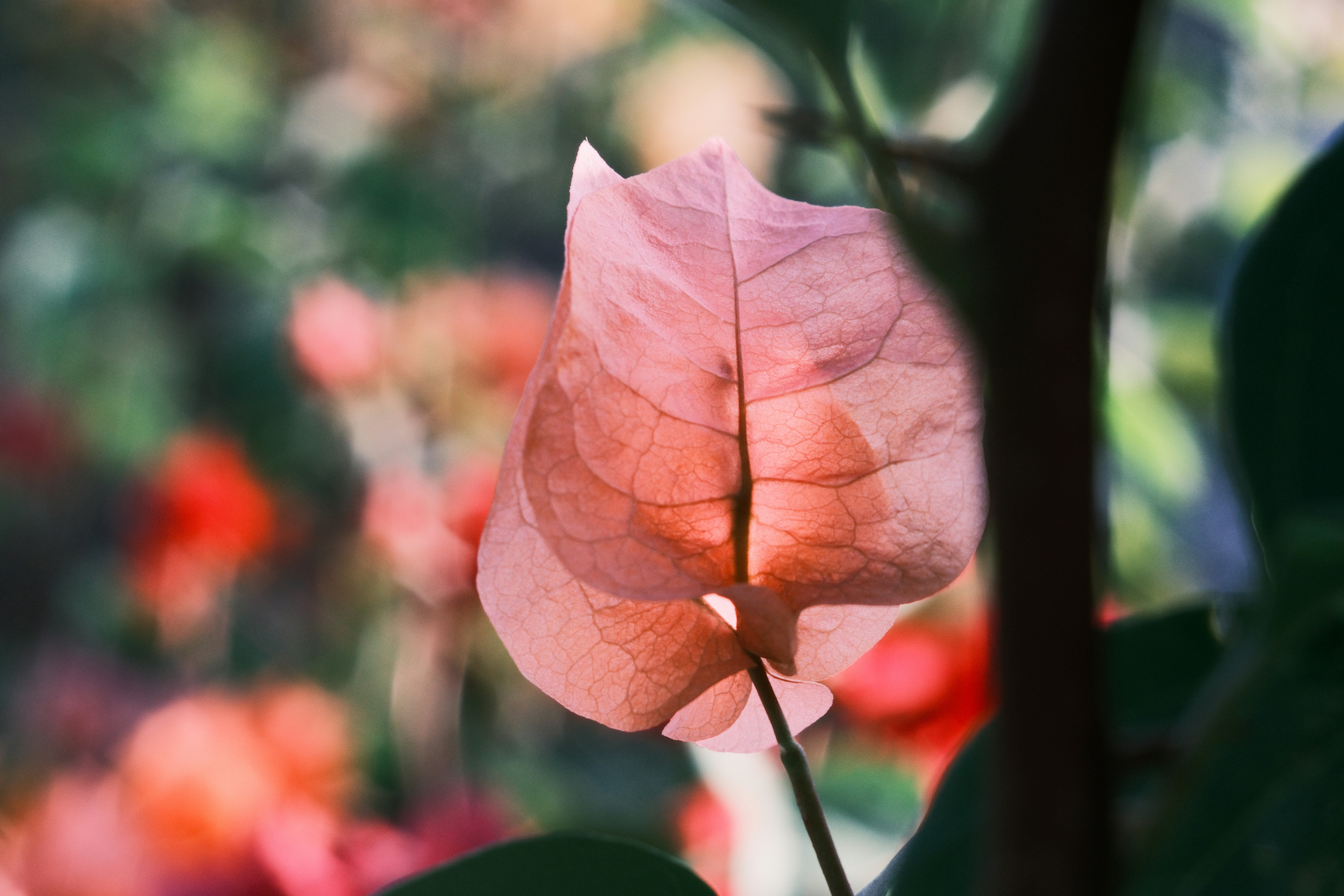 Close-up of a delicate pink flower petal with blurred background.