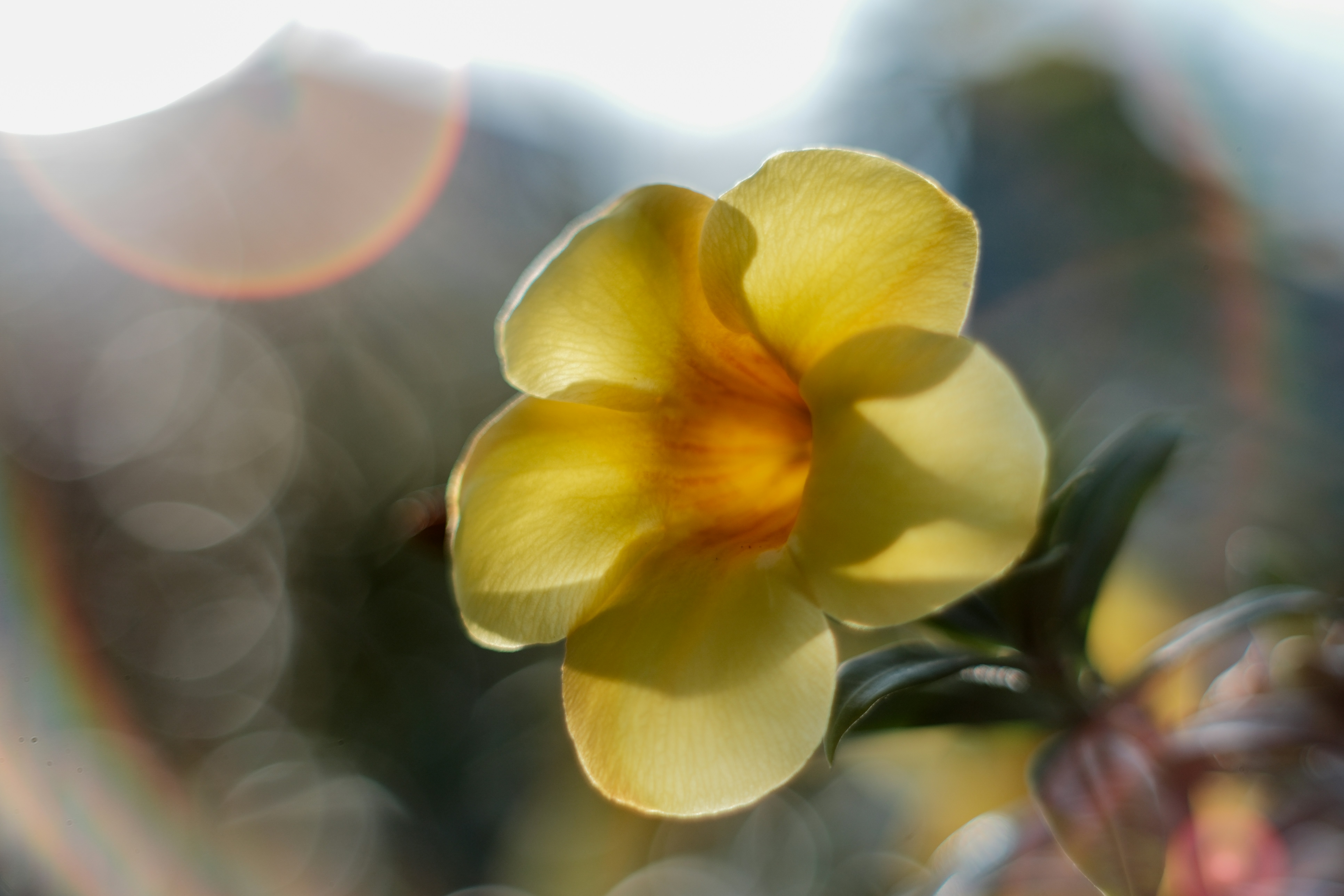 A vibrant yellow flower with sunlight shining through