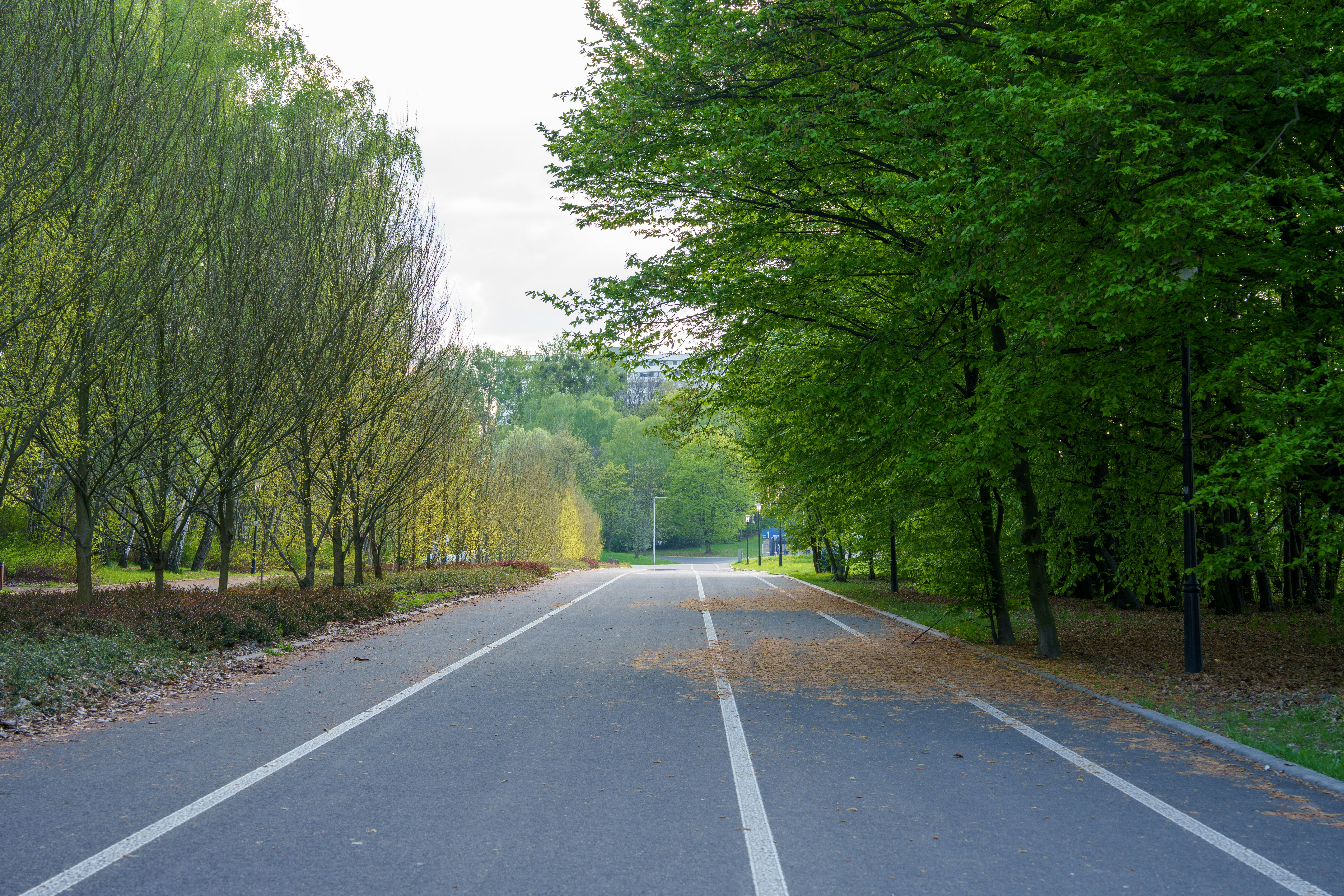 Jalan kosong yang dipenuhi pepohonan di taman