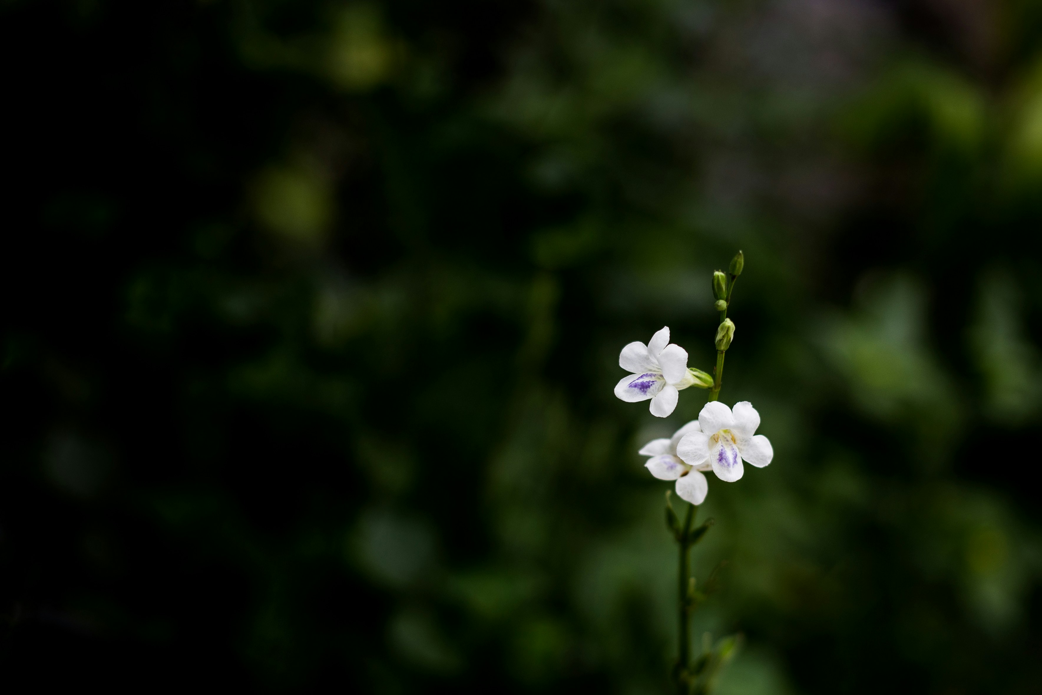 Photo by monkwork
