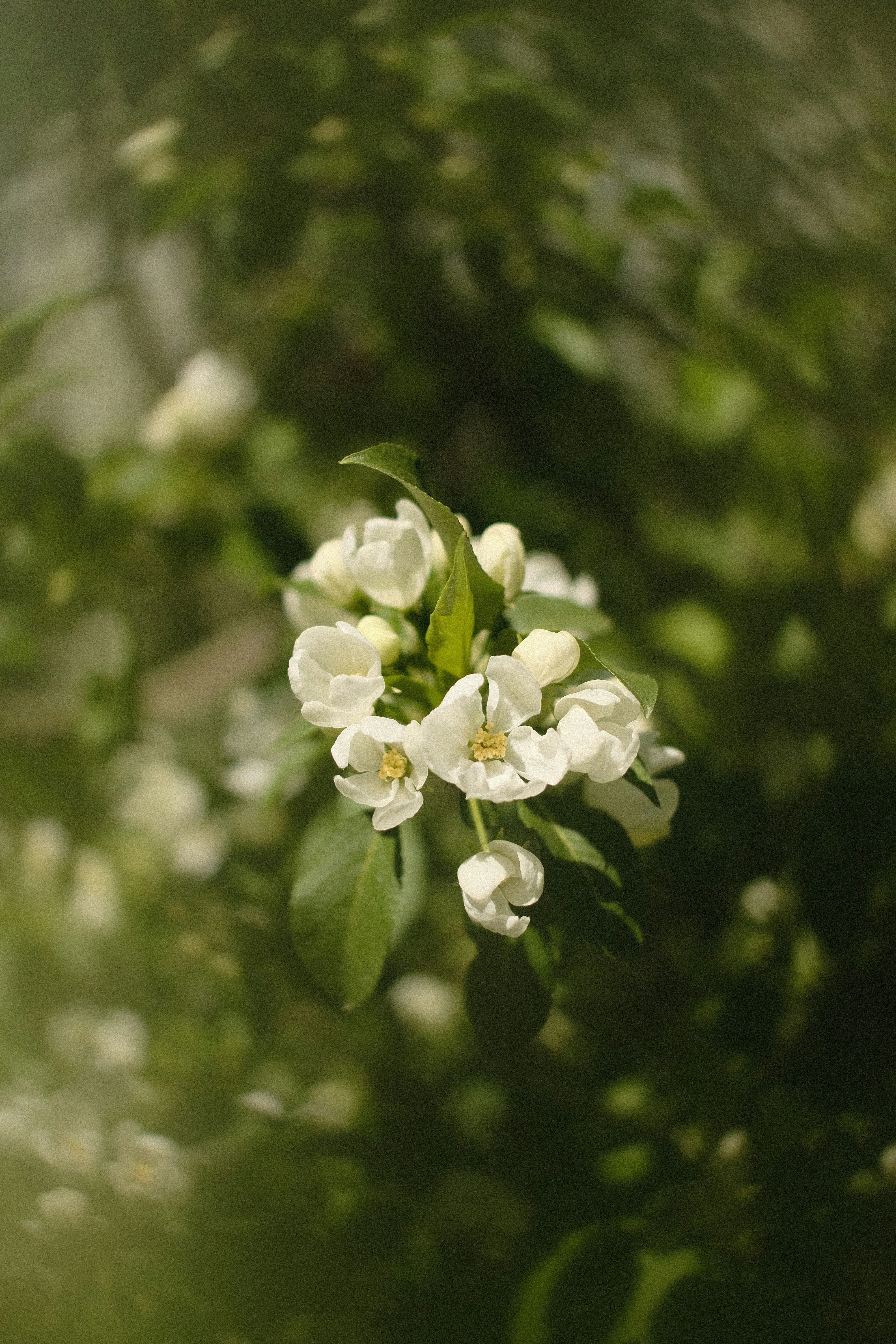 Delicate white flowers blooming amidst green leaves.