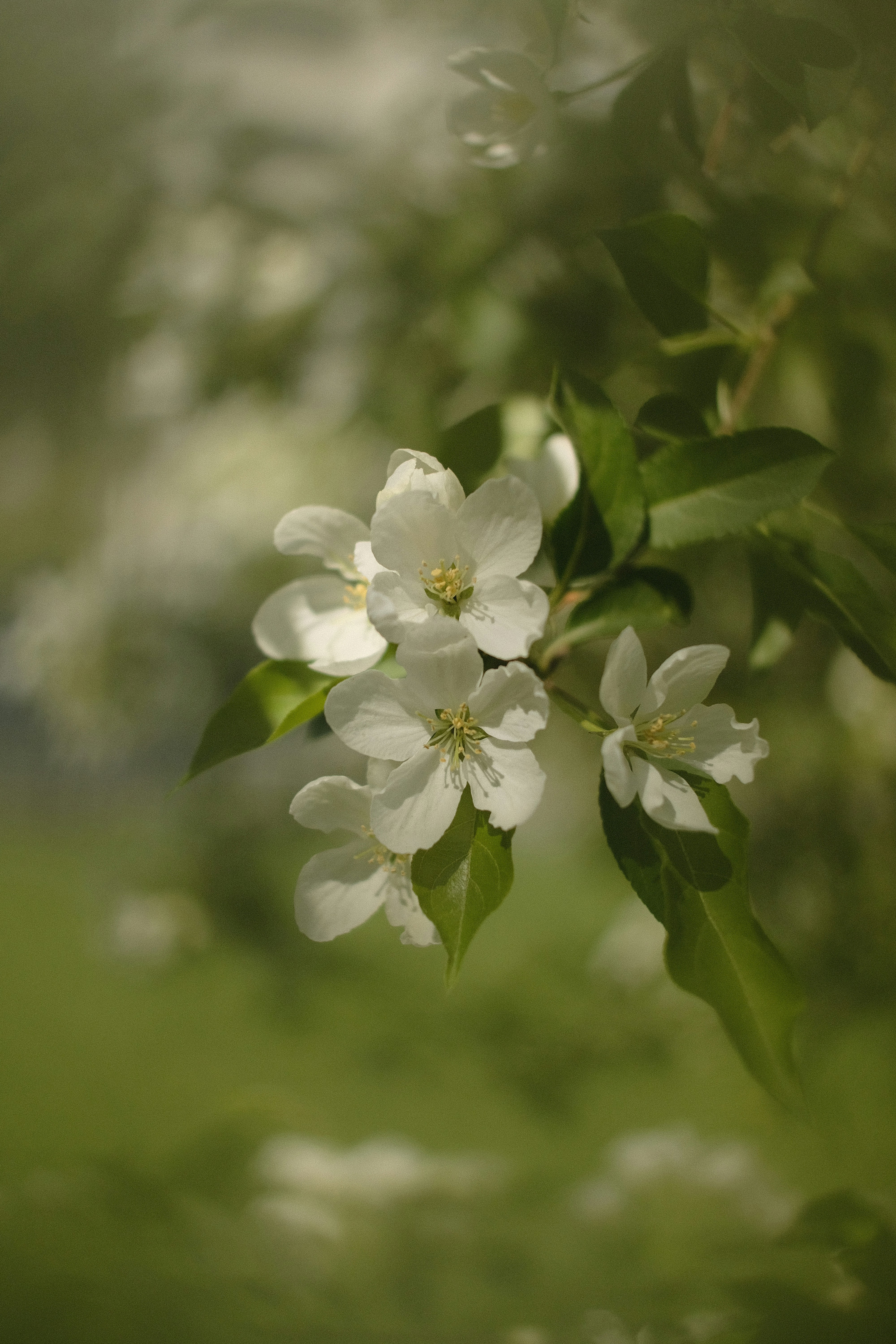Delicate white apple blossoms on a branch.