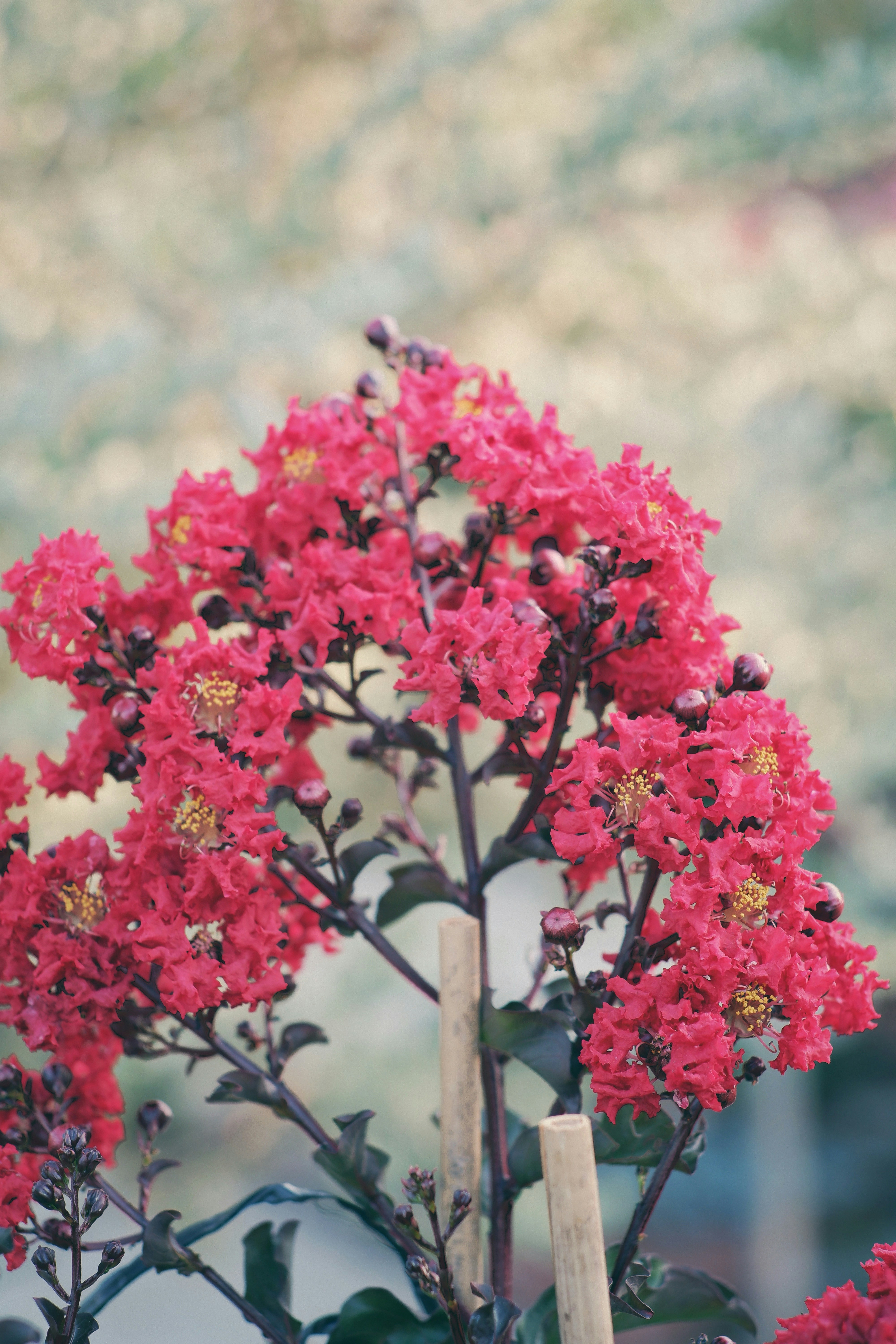Photo by hanomy