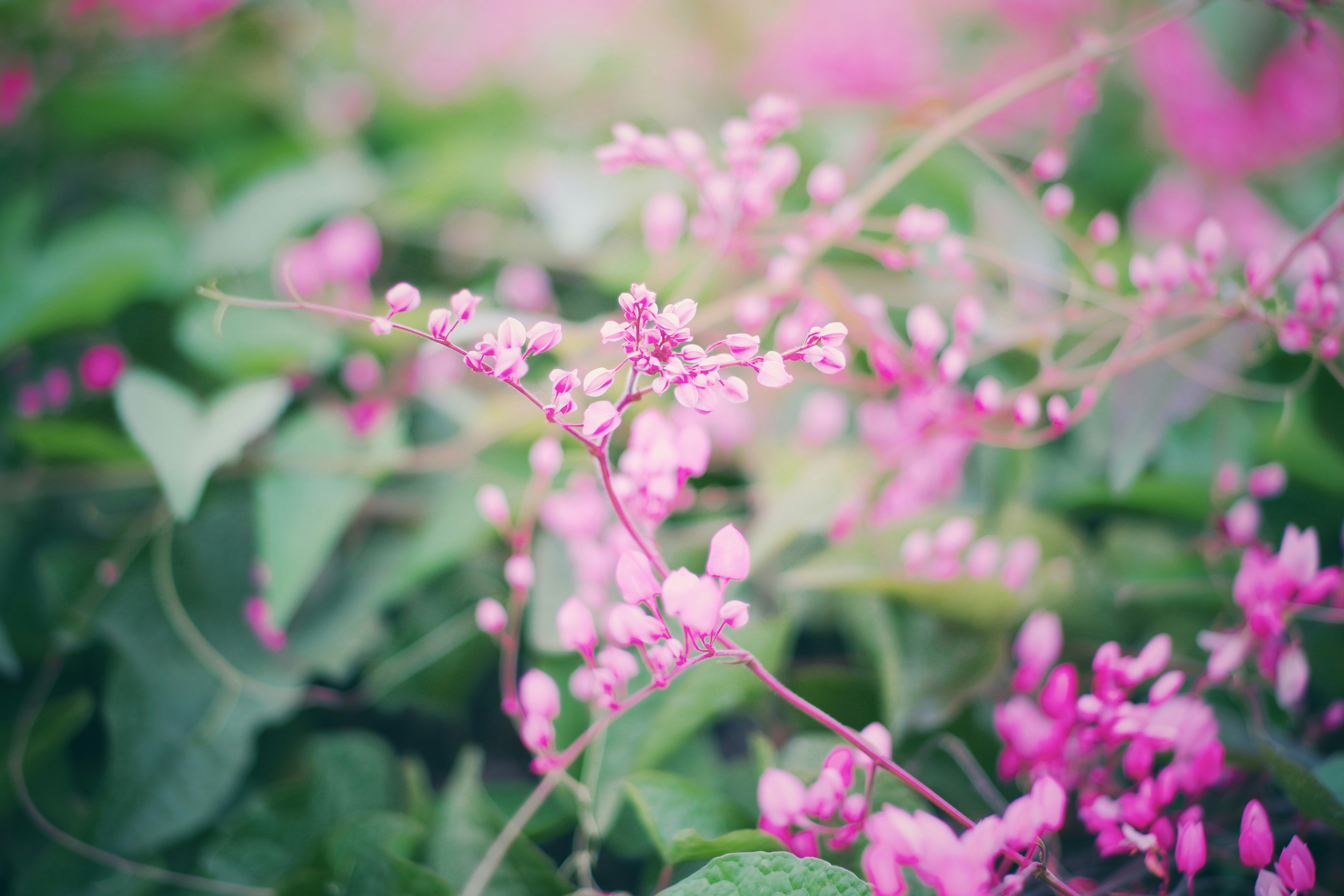 Photo by hanomy