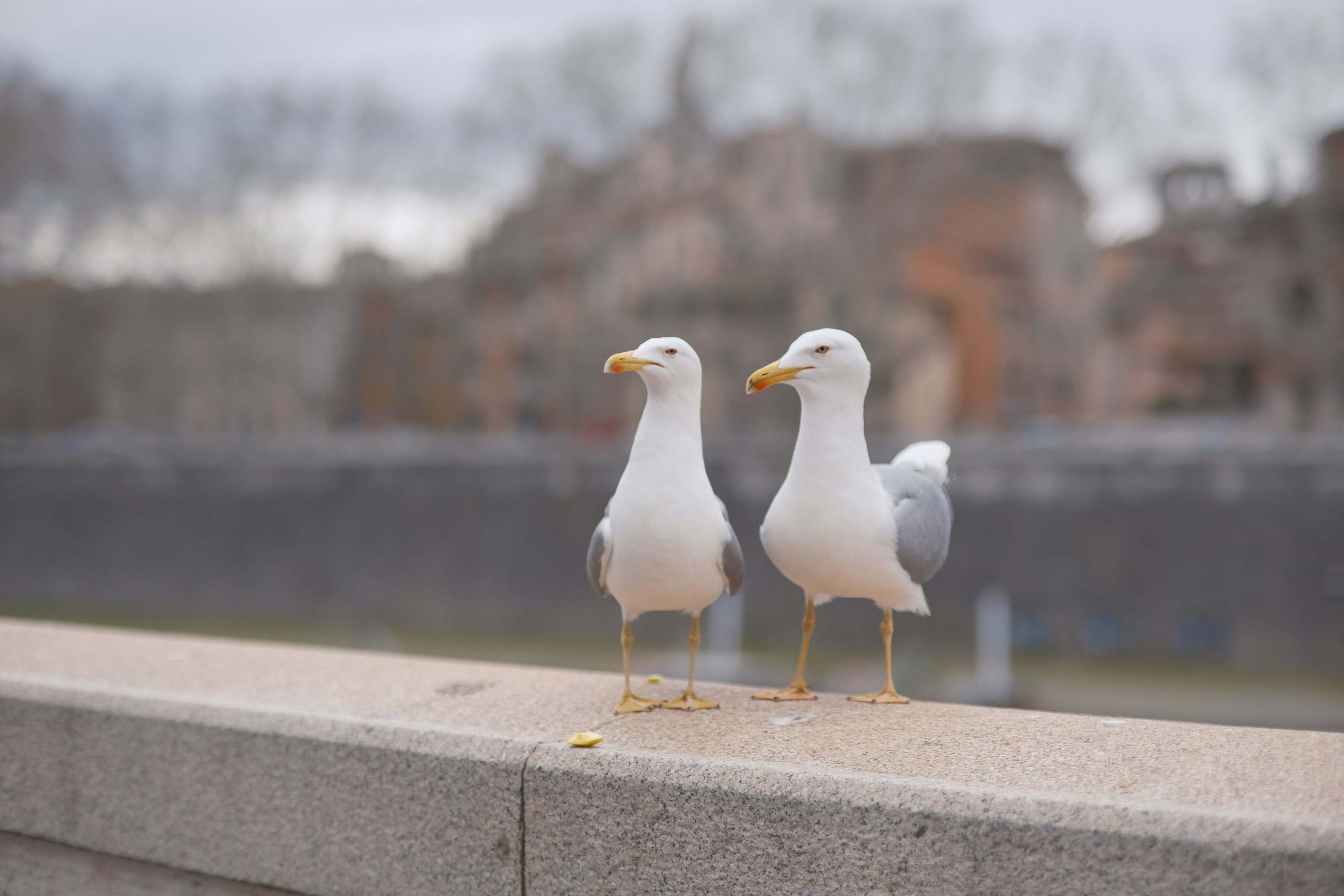 Two seagulls standing on a stone wall