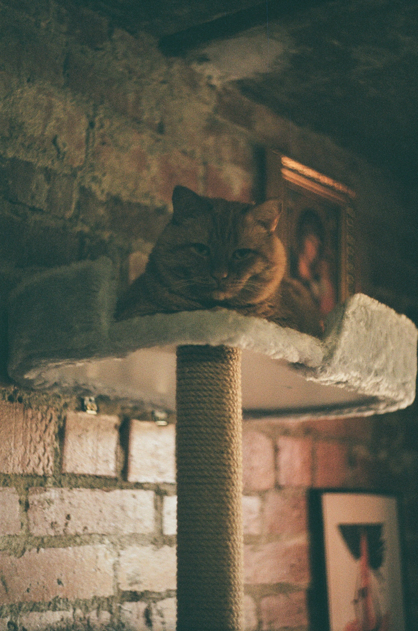 Chat qui se repose sur un arbre à chat dans un appartement
