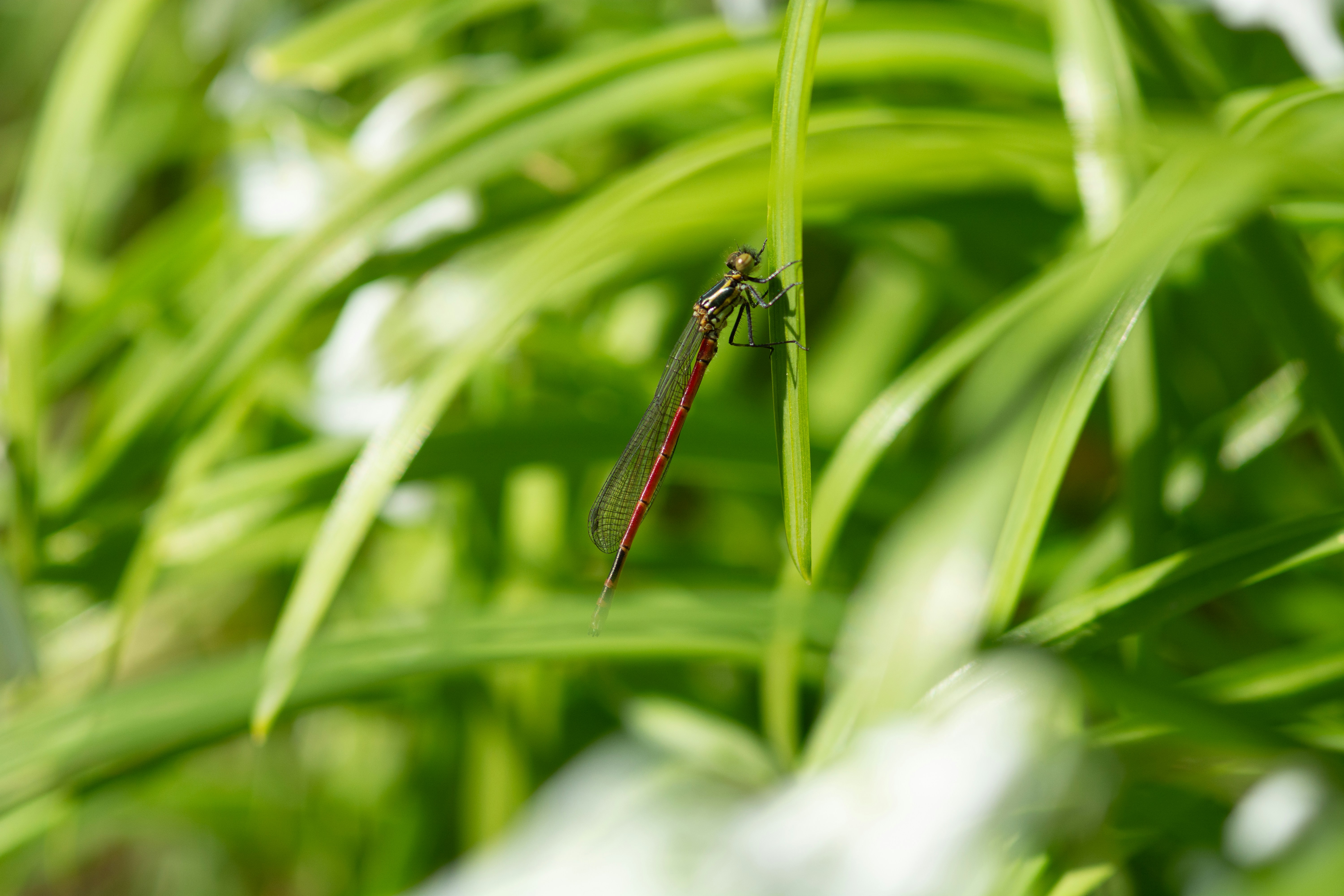 Una pequeña libelluela se aferra a una brizna verde de hierba.