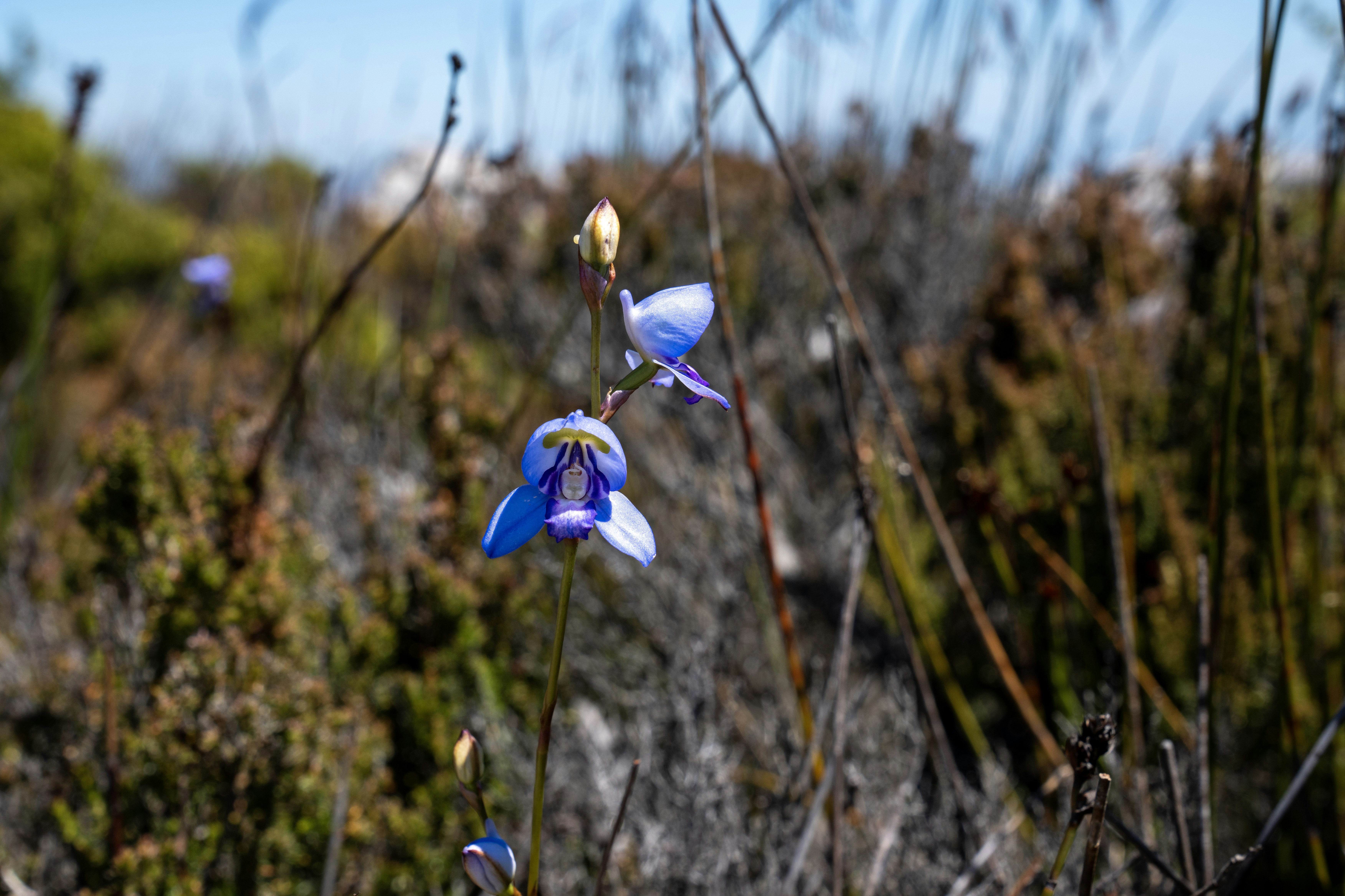 Uma vibrante flor azul floresce entre a vegetação seca.