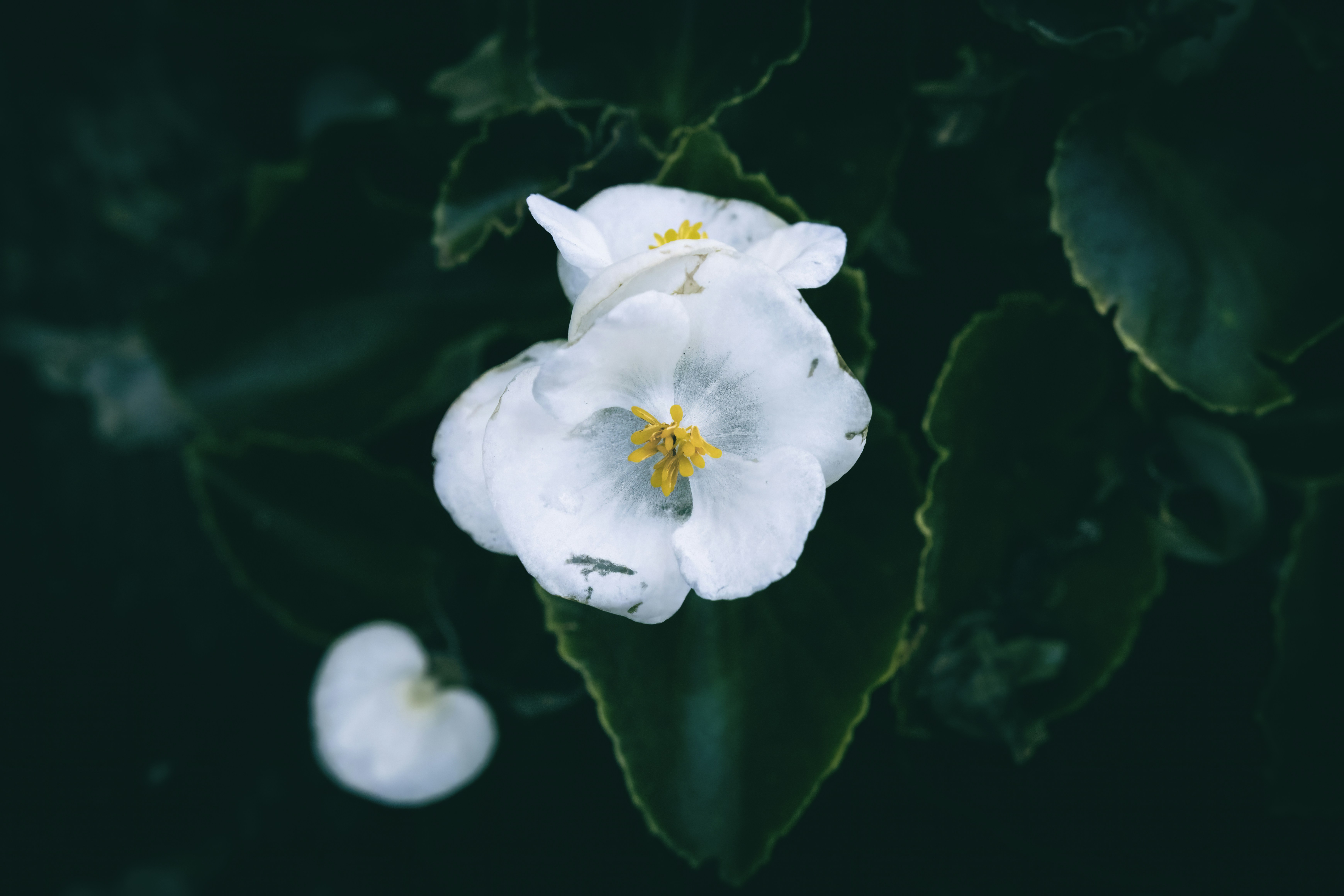 Delicati fiori bianchi sbocciano tra foglie verde scuro.