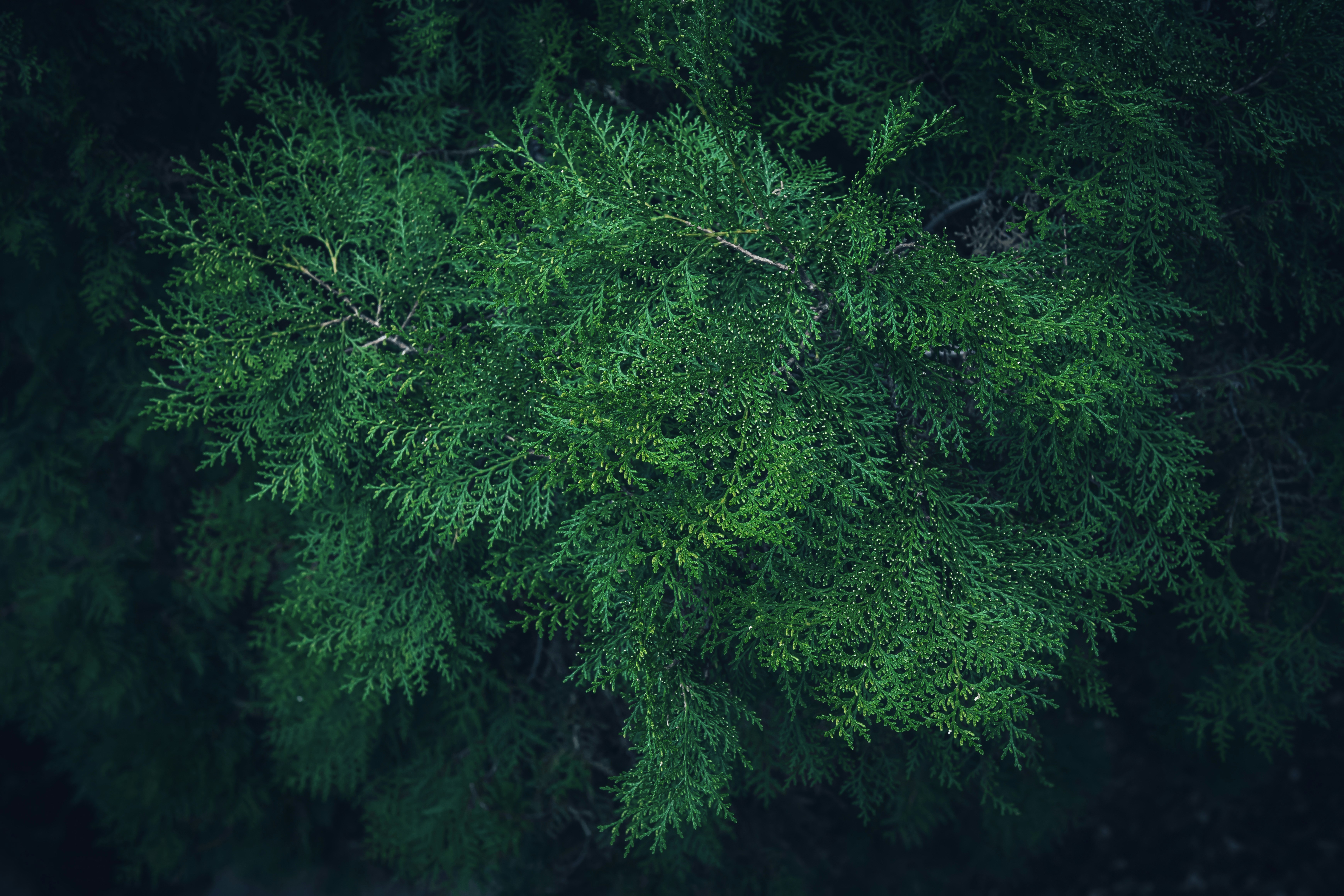 Primo piano del fogliame sempreverde verde scuro.