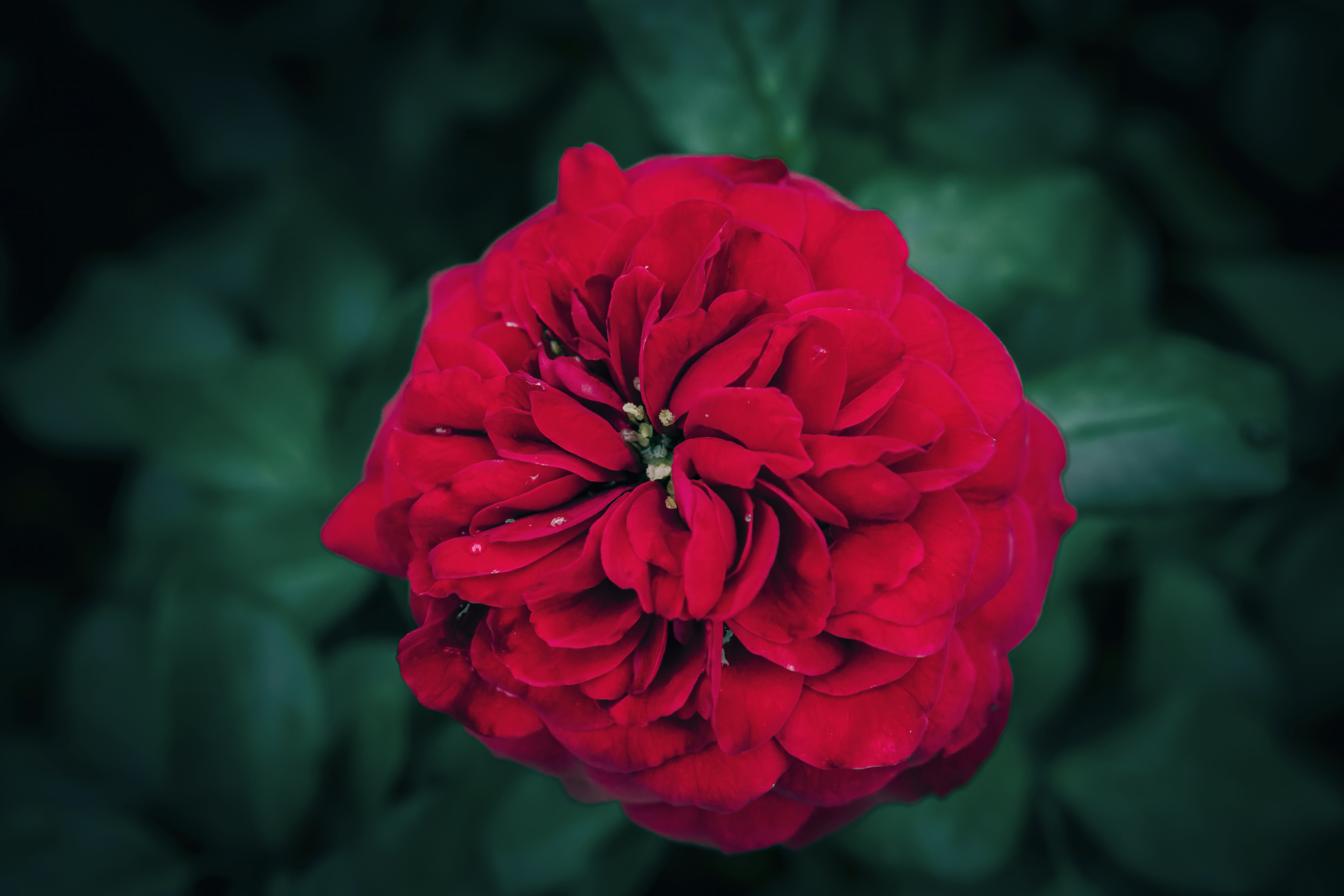 Una rosa rossa vivace con foglie verde scuro