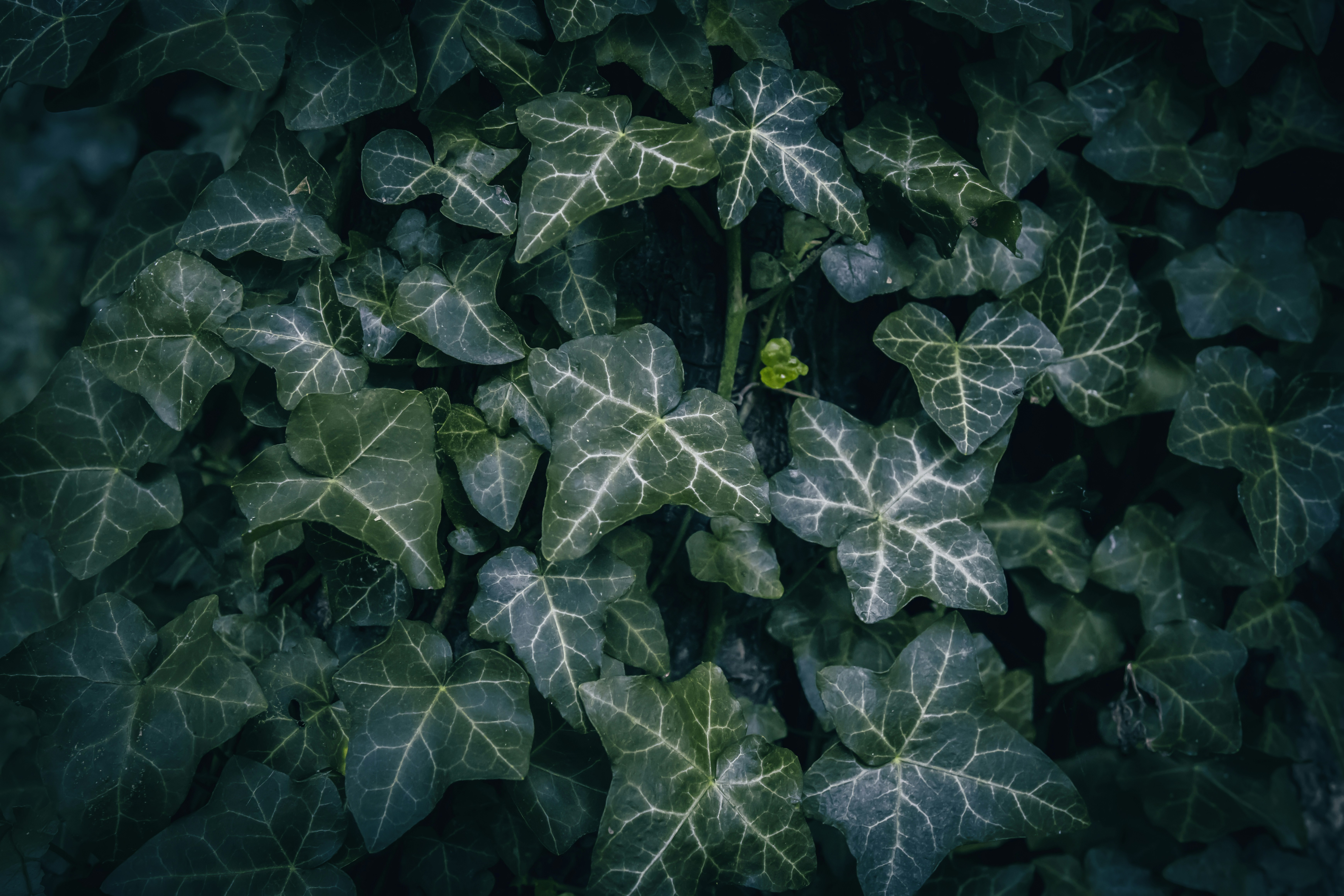 Primo piano delle foglie di edera verde scuro con vene bianche