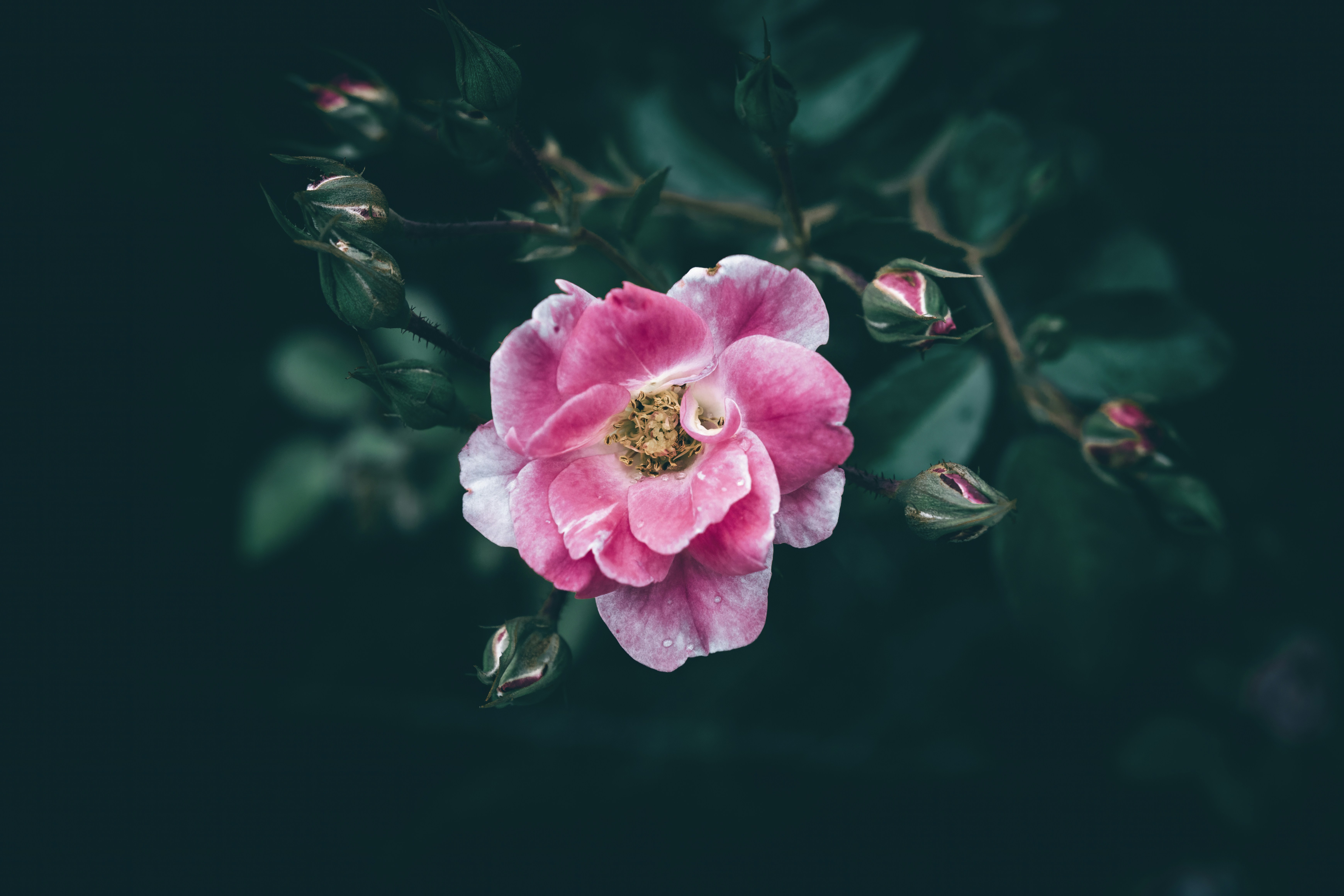 Una rosa vibrante con foglie verdi e boccioli chiusi.