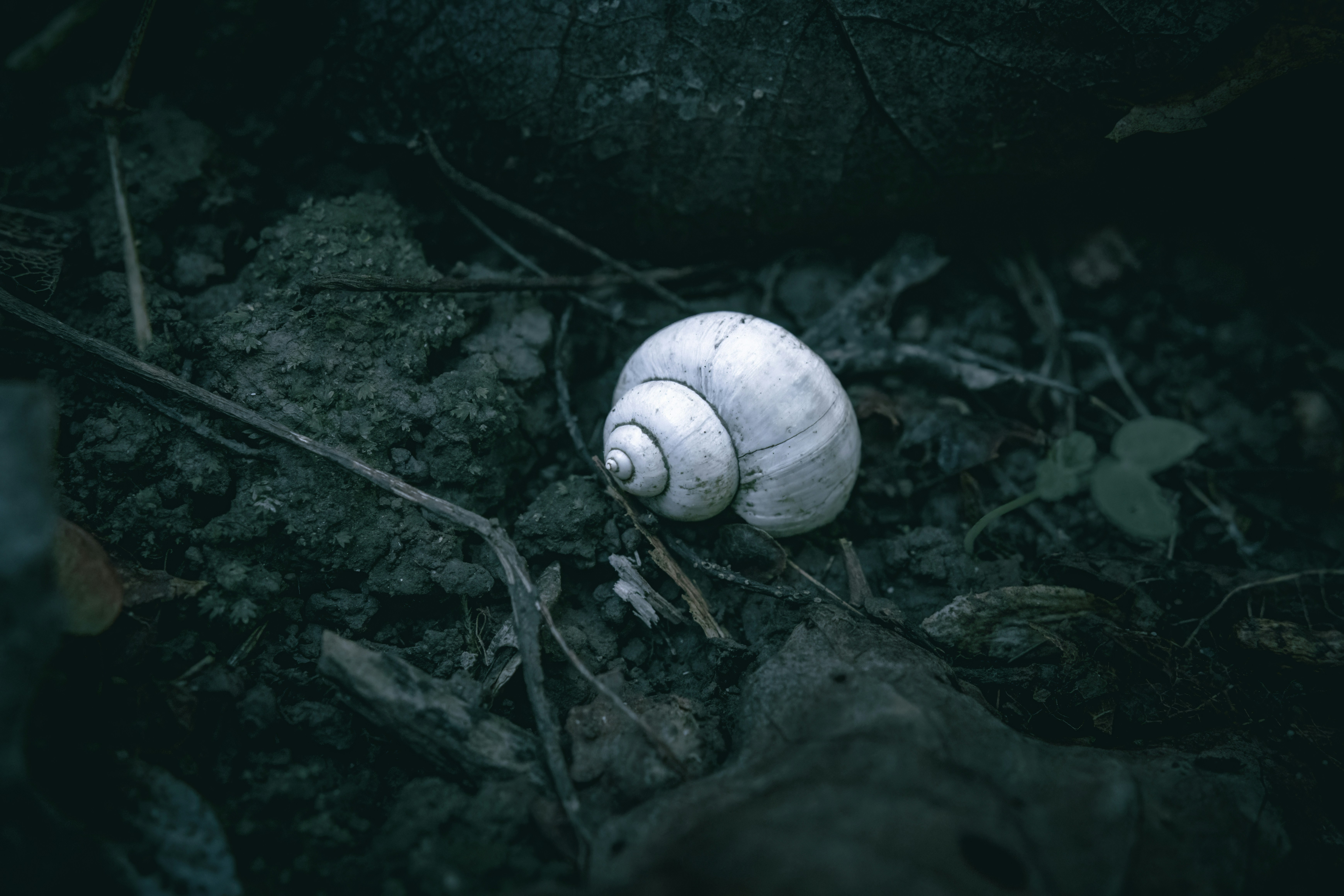 Un guscio bianco di lumaca riposa sul terreno di una foresta scura.