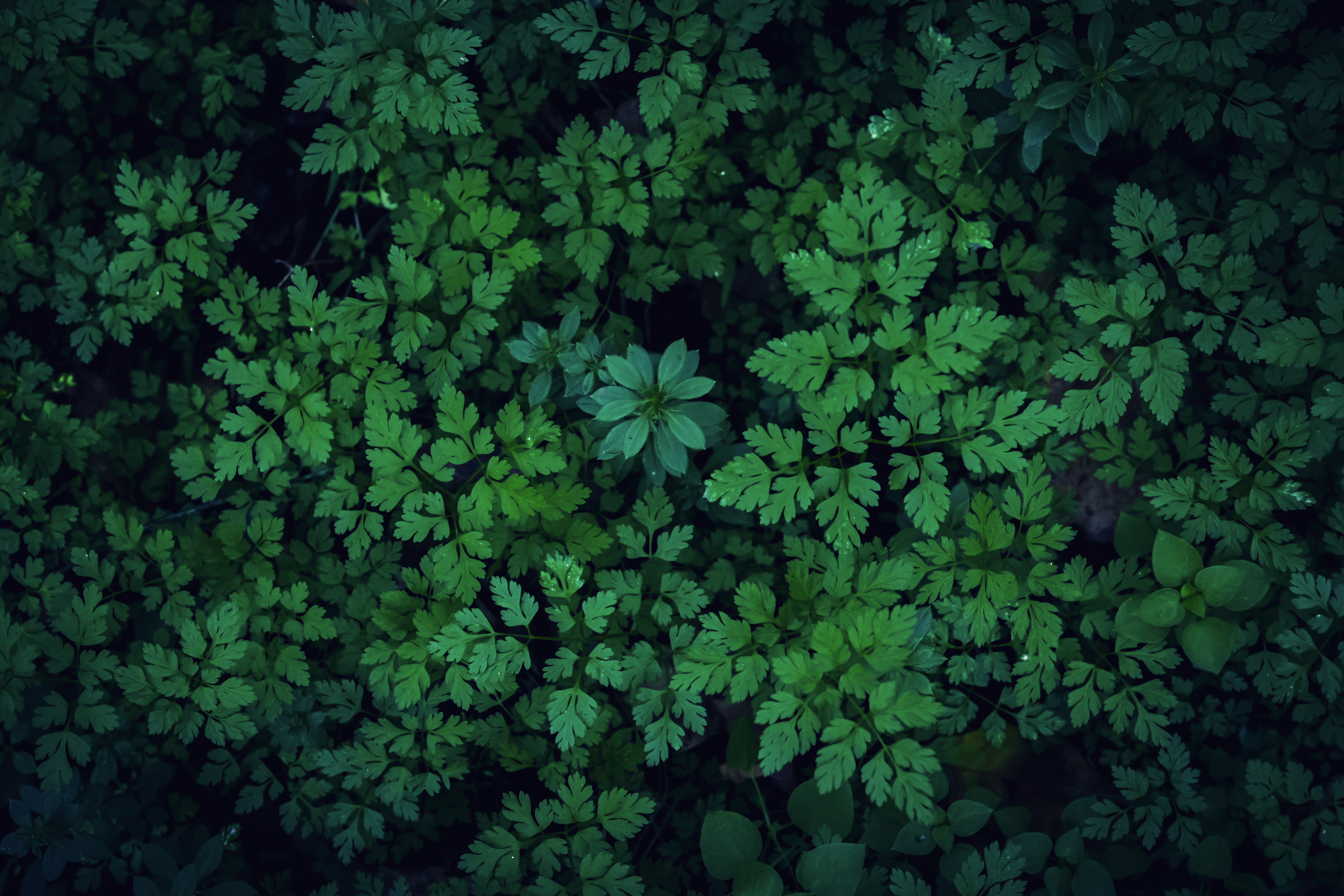 Foglie dense di un verde scuro con una singola foglia centrale luminosa.