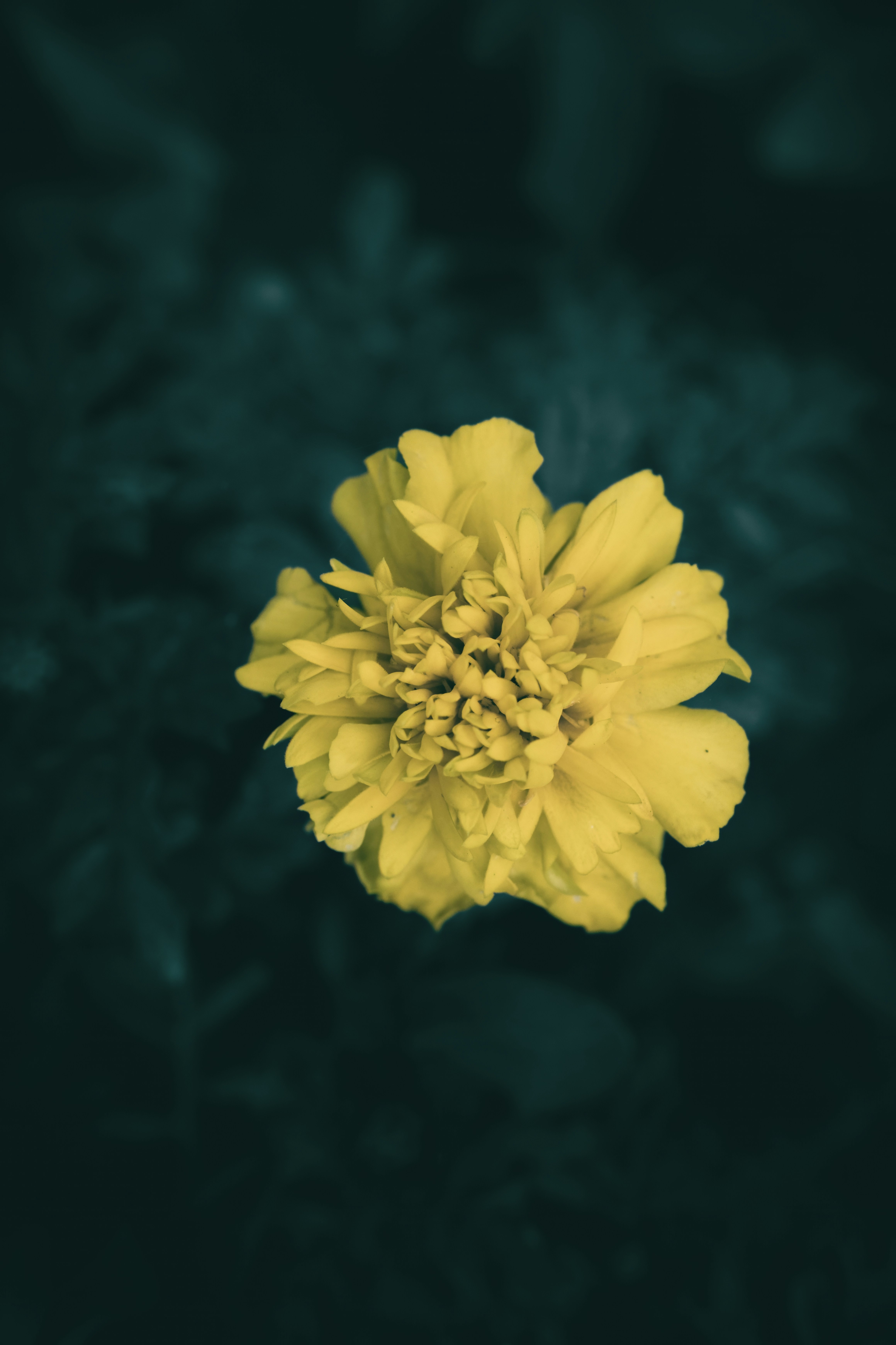 Un singolo fiore giallo sboccia contro il fogliame scuro