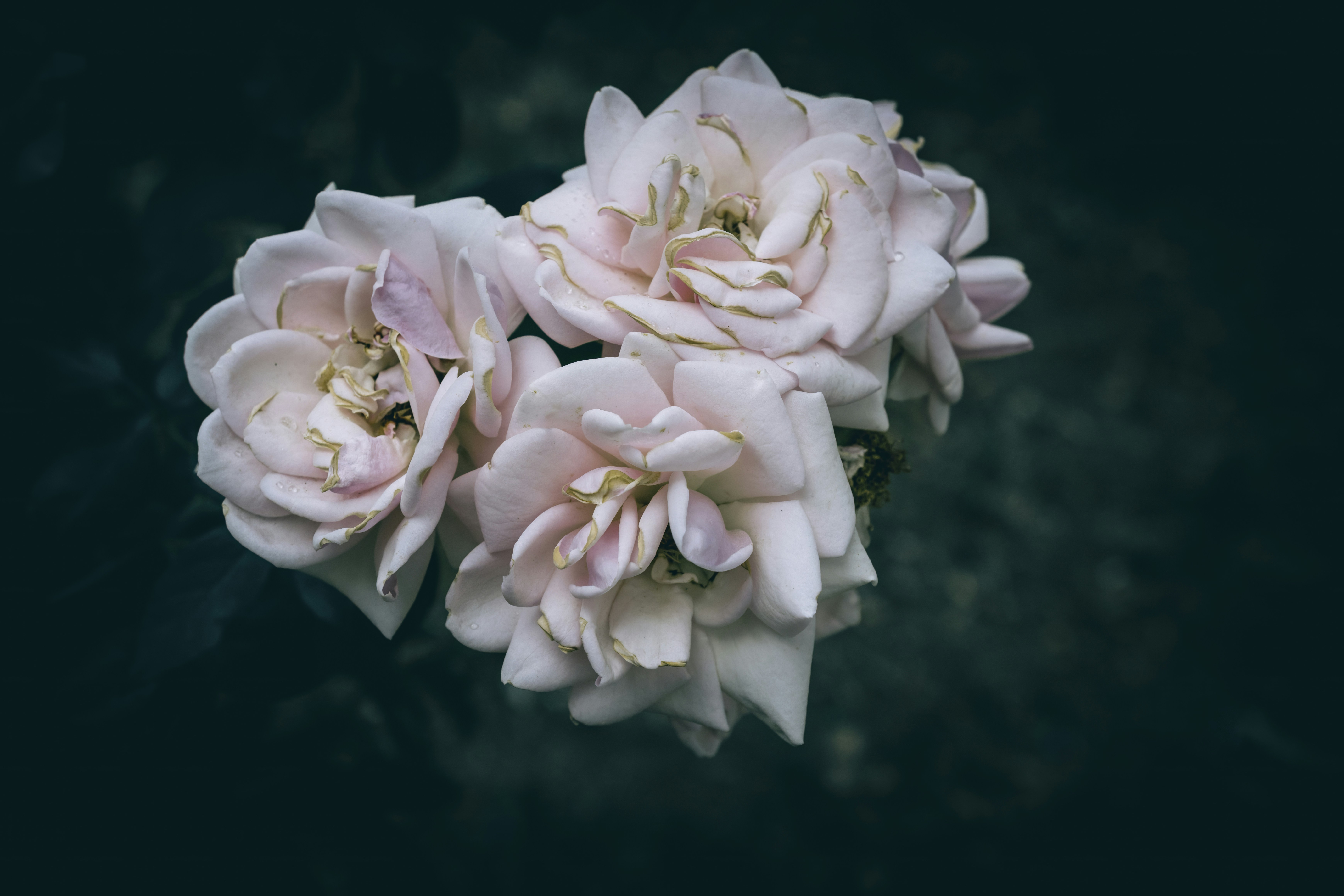 Tre delicate rose rosa su uno sfondo scuro