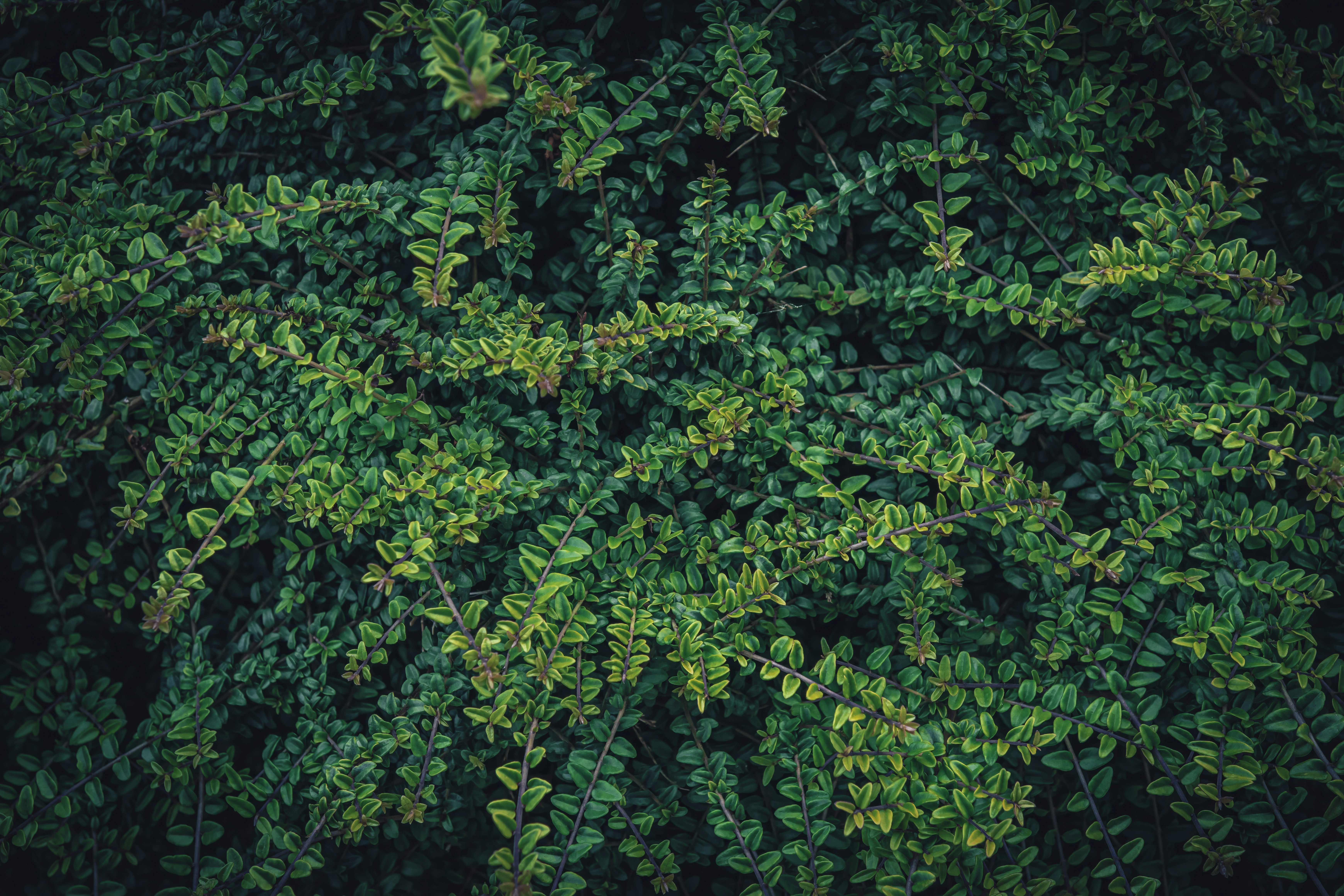 Un denso sfondo foglioso verde scuro con alcune foglie ingiallite.