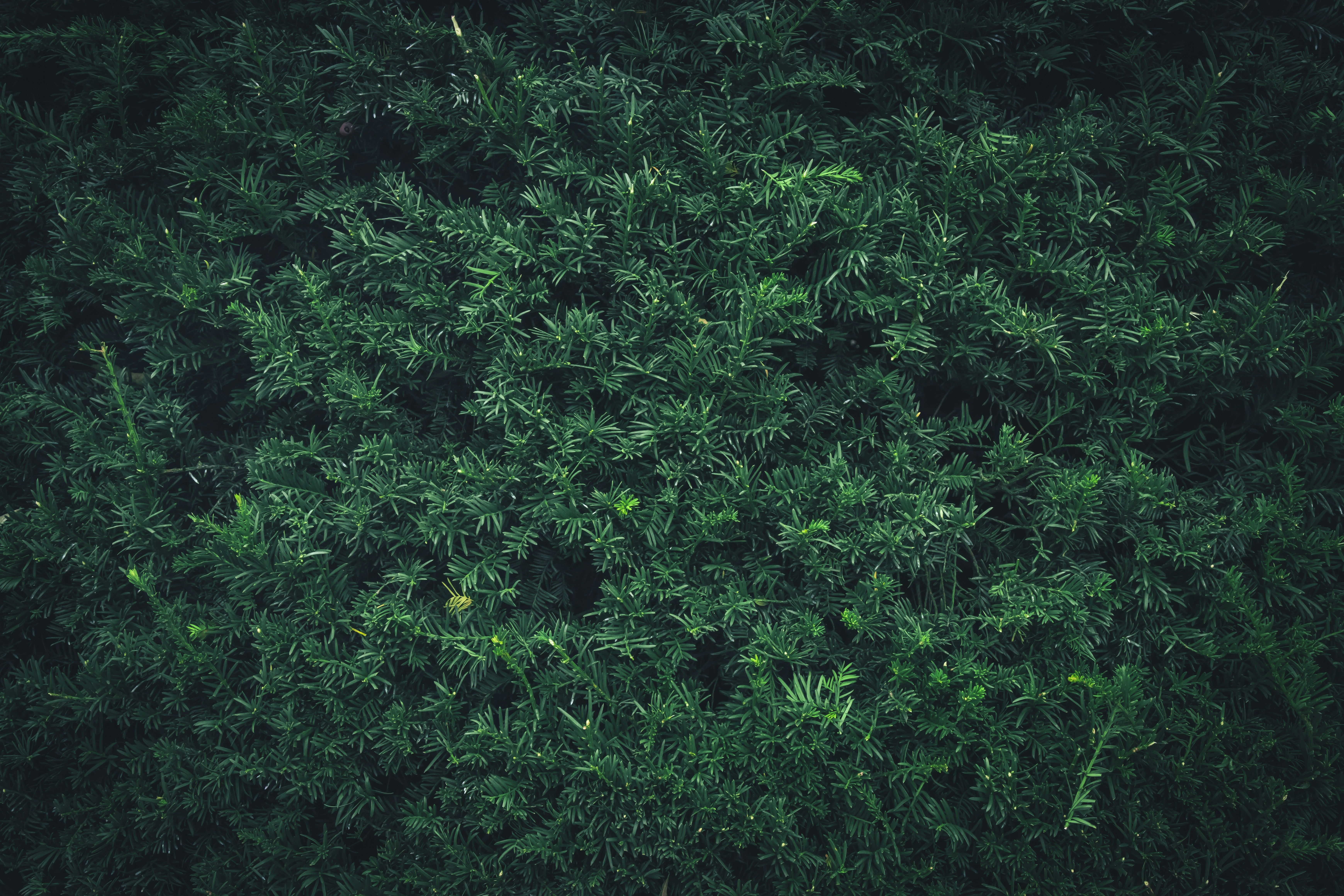 Fogliame verde denso di una pianta rigogliosa.