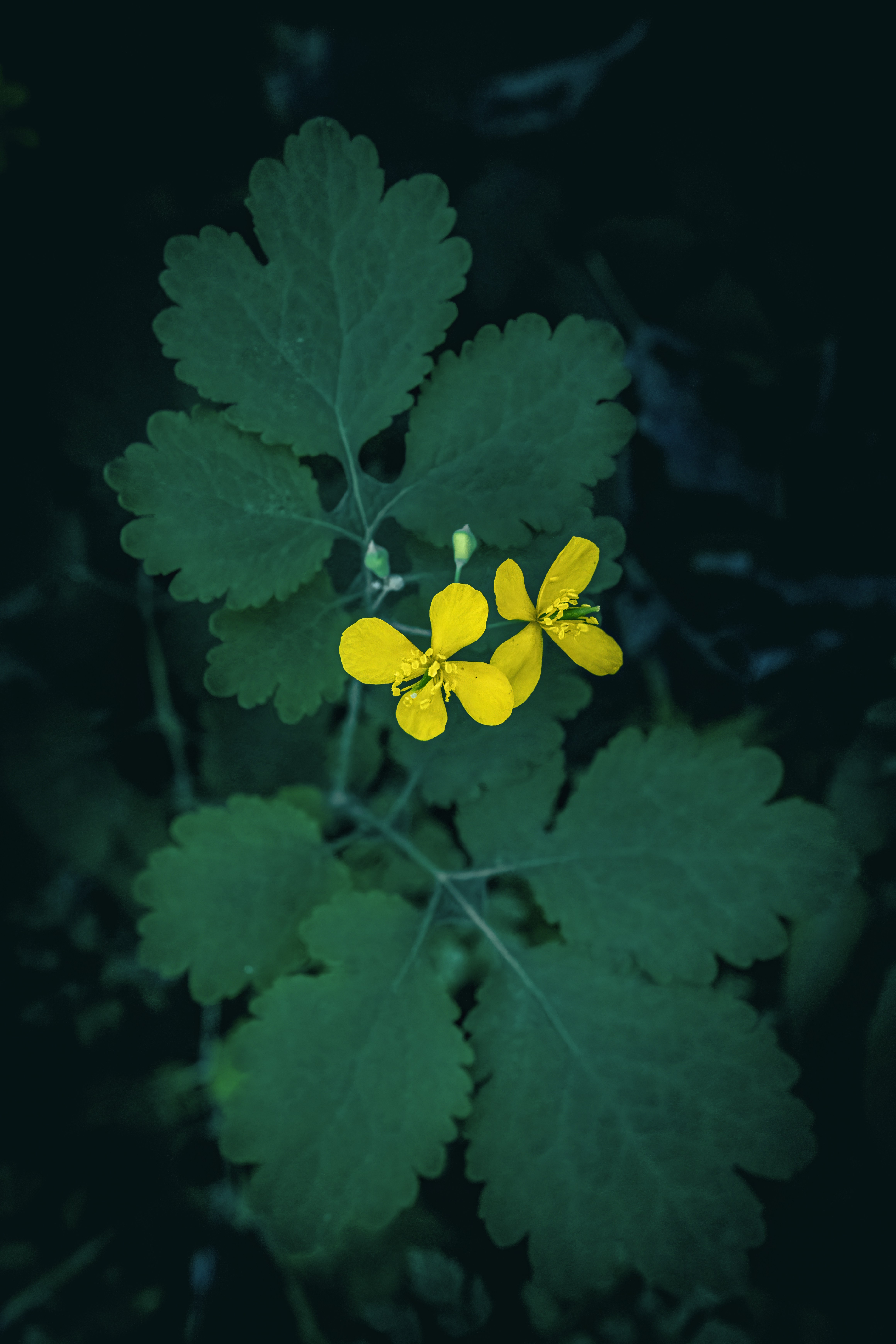 Due piccoli fiori gialli con foglie verde scuro.