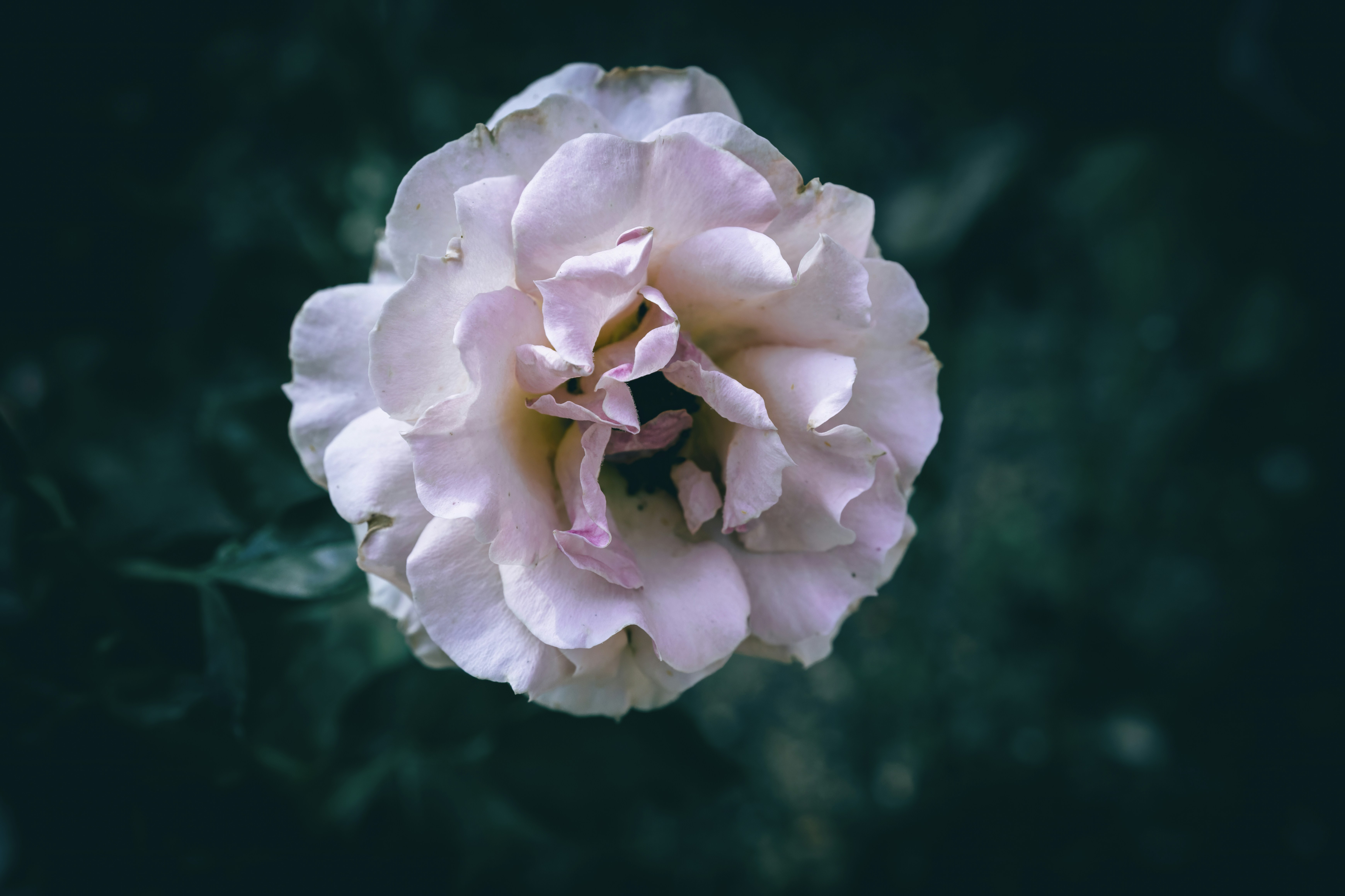 Una delicata rosa rosa sboccia su uno sfondo verde scuro.