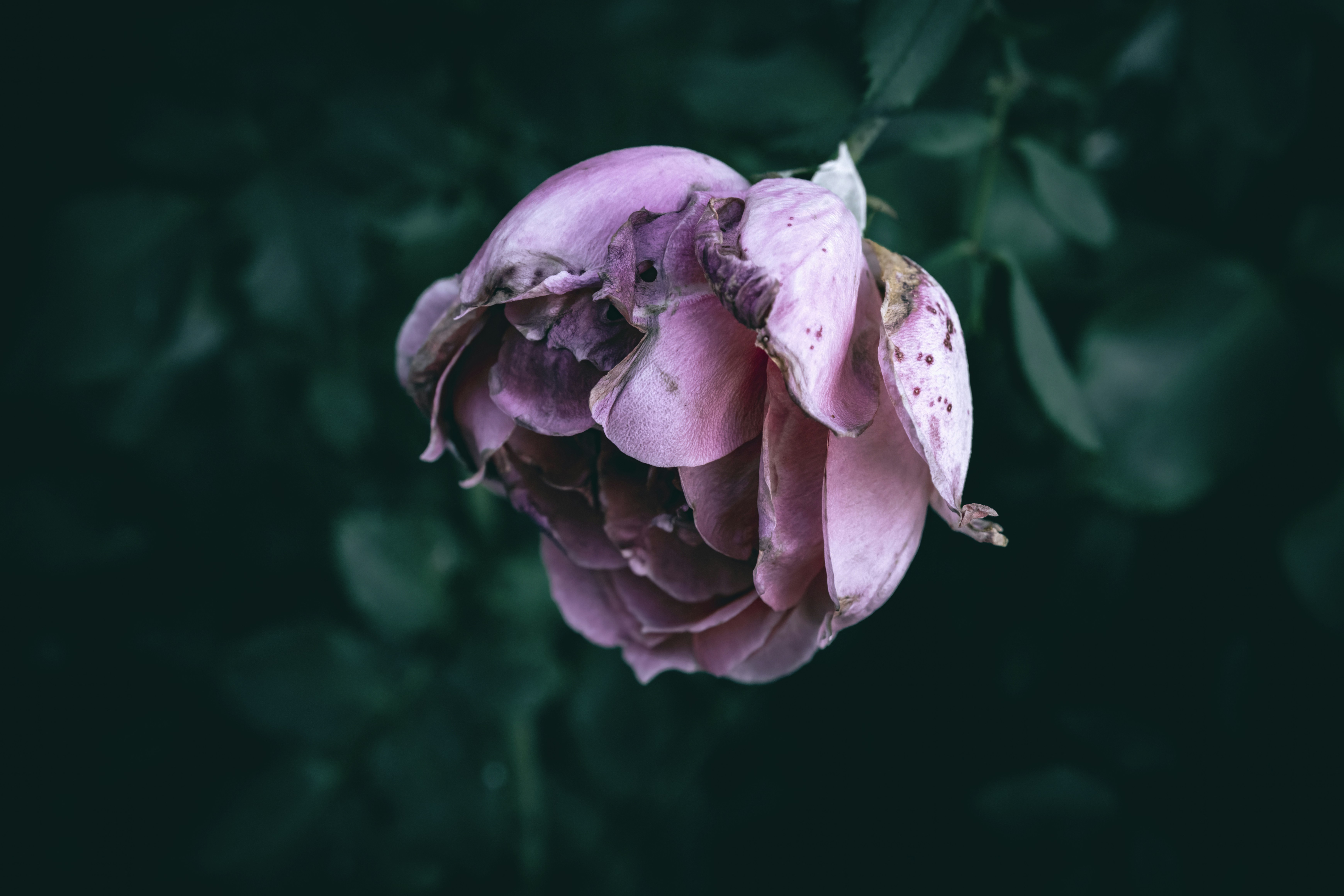 Una rosa appassita su uno sfondo verde scuro