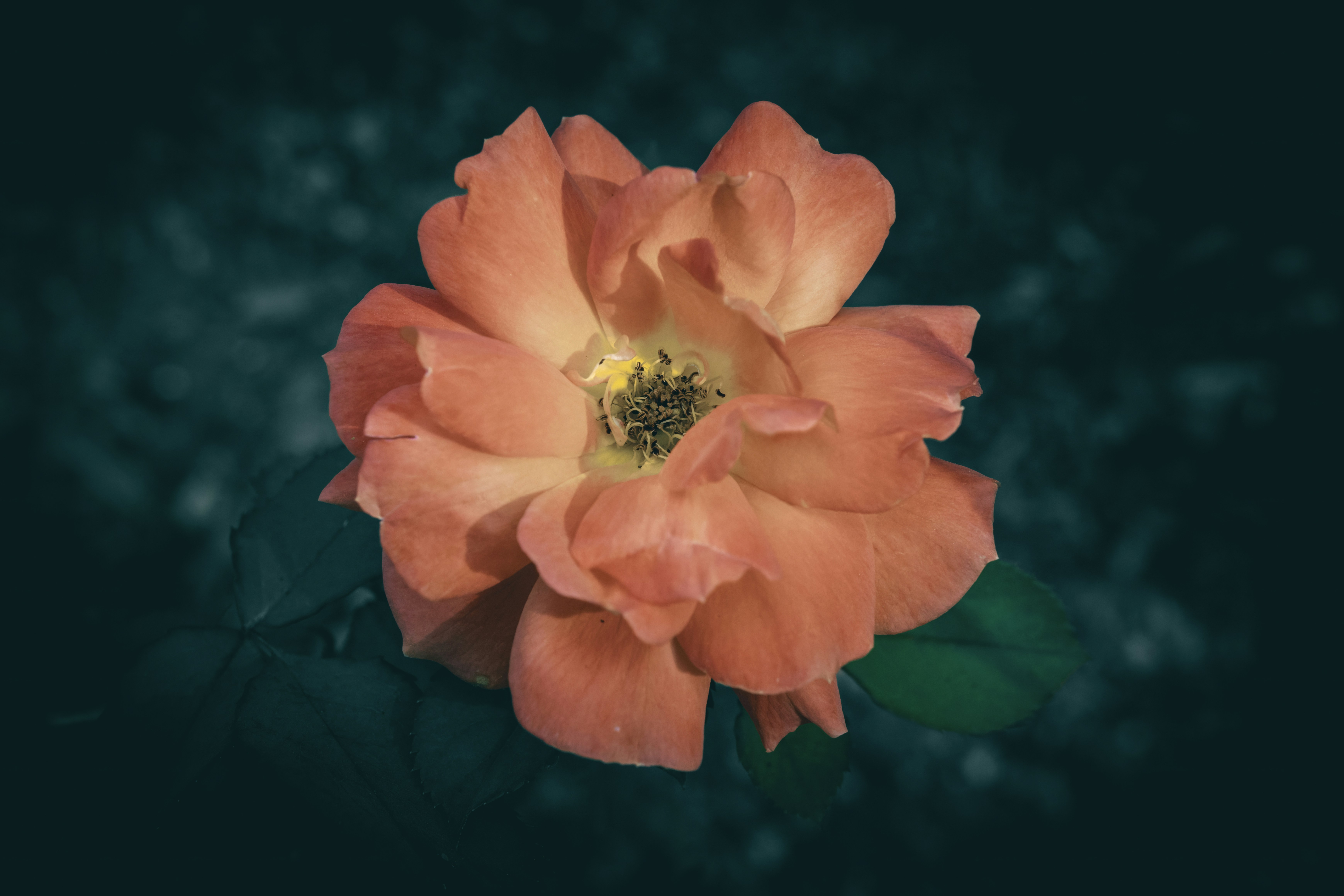 Un delicato fiore di rosa corallino con fogliame scuro.