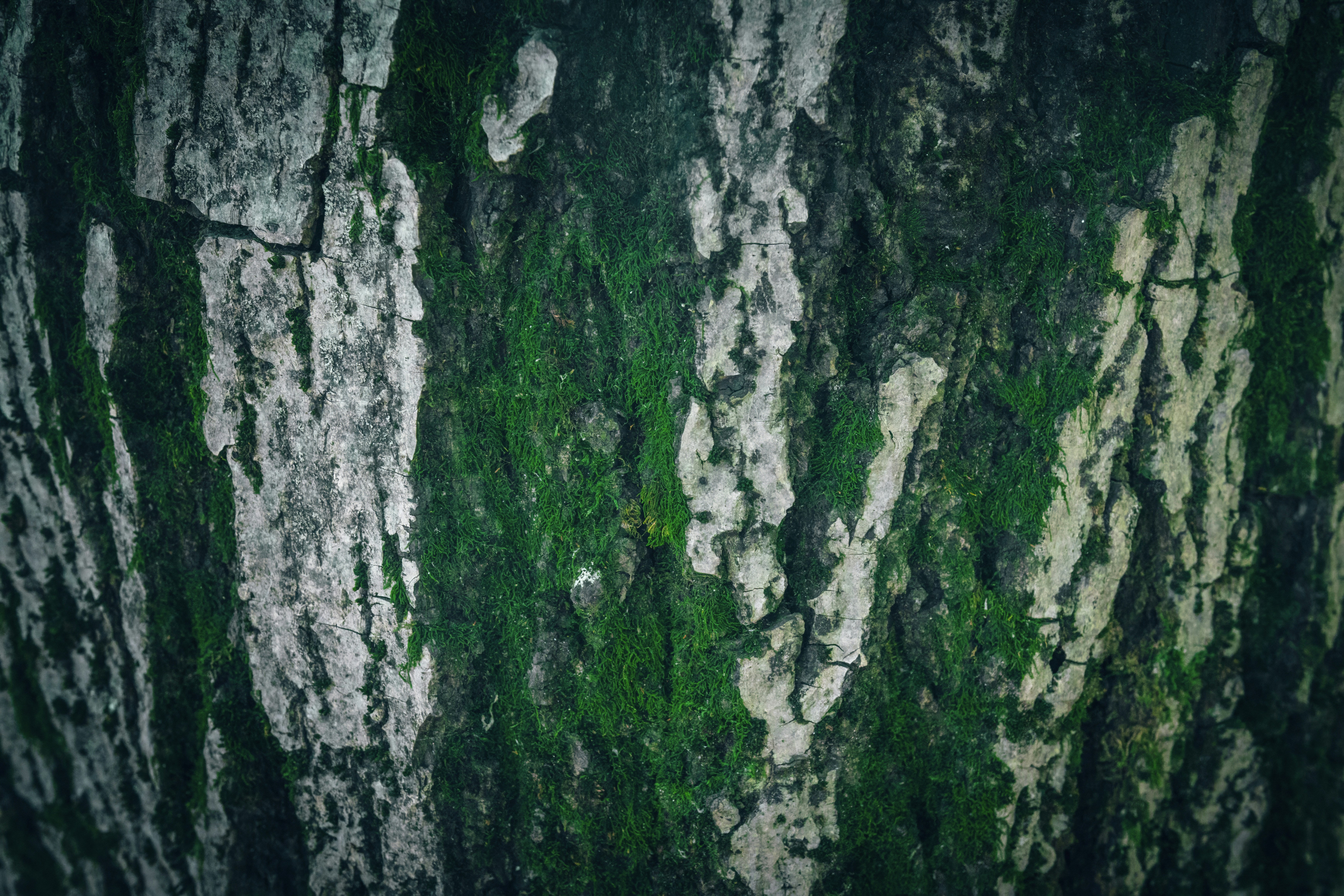 Primo piano della corteccia d'albero testurizzata con muschio verde