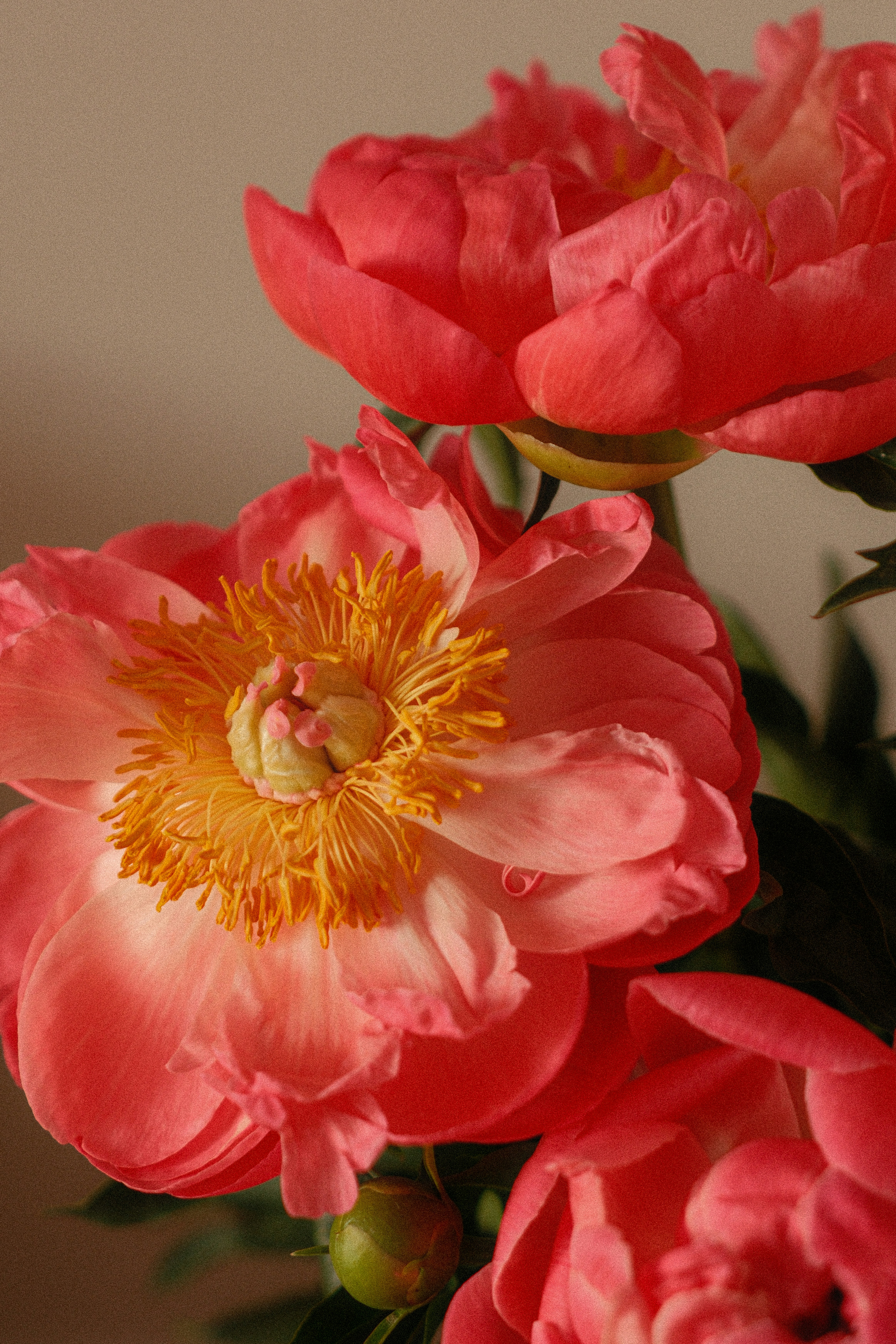 Vibrant pink peonies with yellow centers blooming.