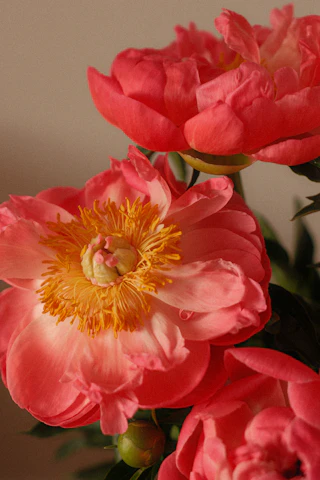 A coral-pink peony with a gold centre in full bloom