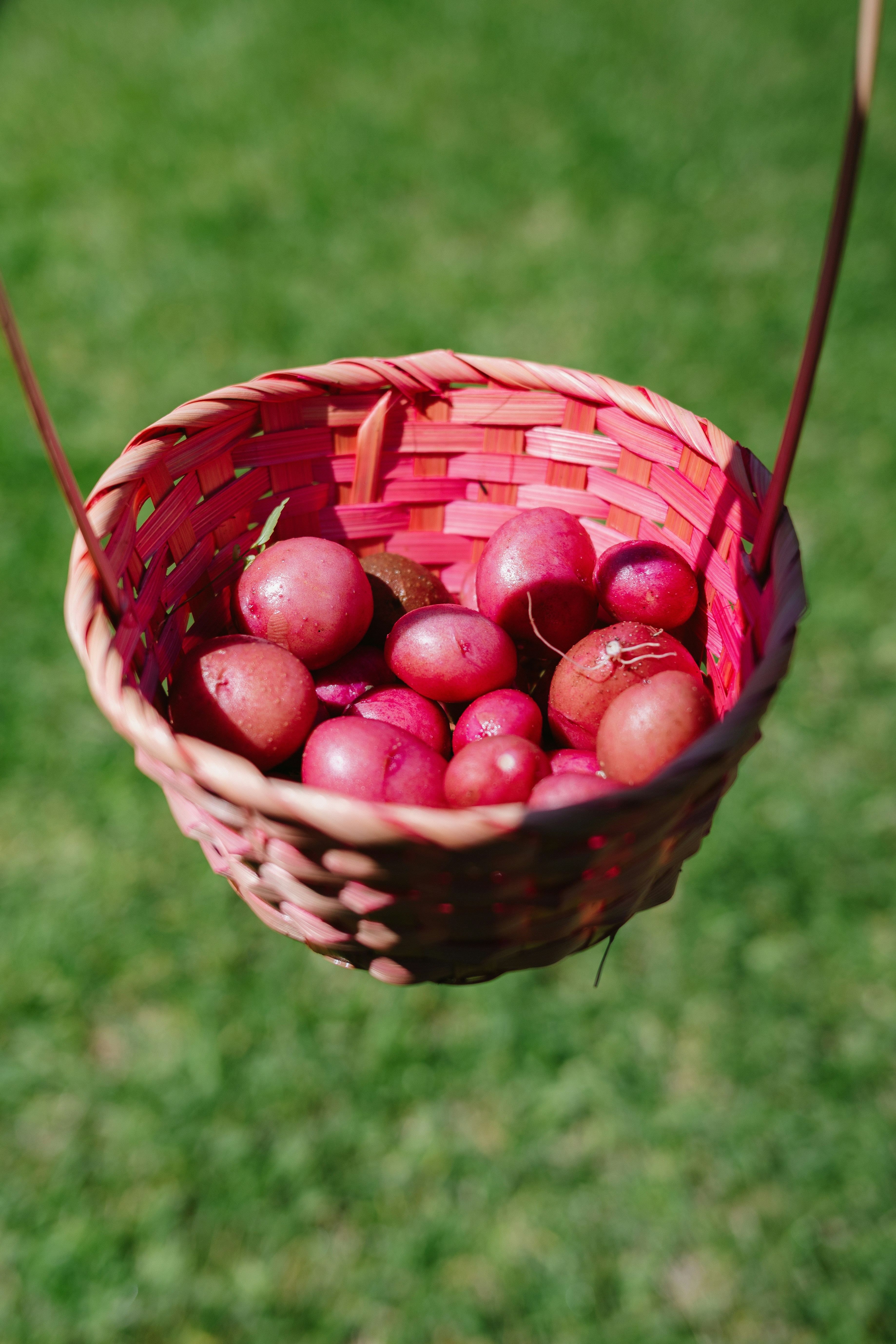 red potato aesthetic, wallpaper, Kentang Merah: Kandungan Nutrisi dan Manfaat bagi Kesehatan 6