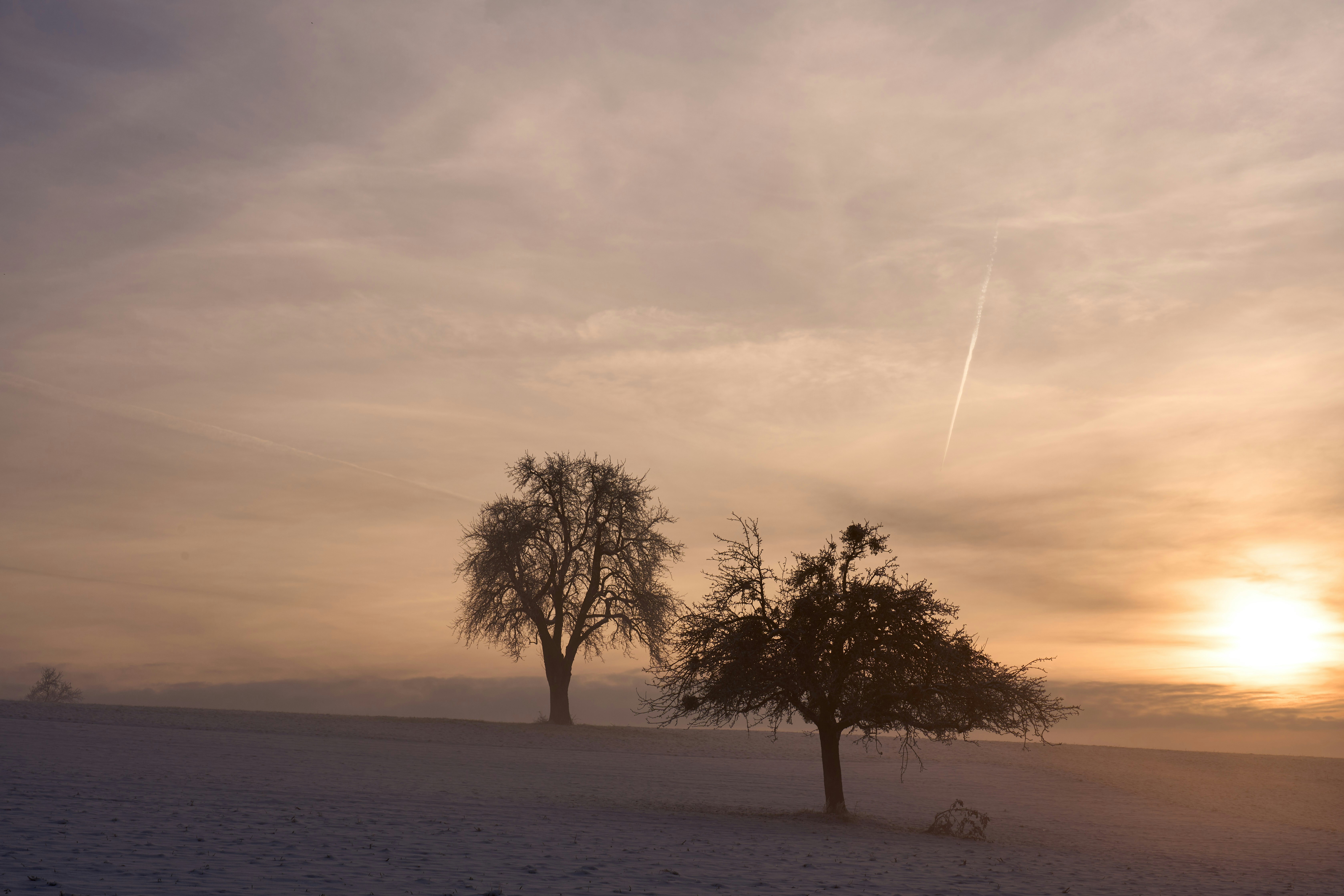 Bare trees in a foggy winter field at dawn.