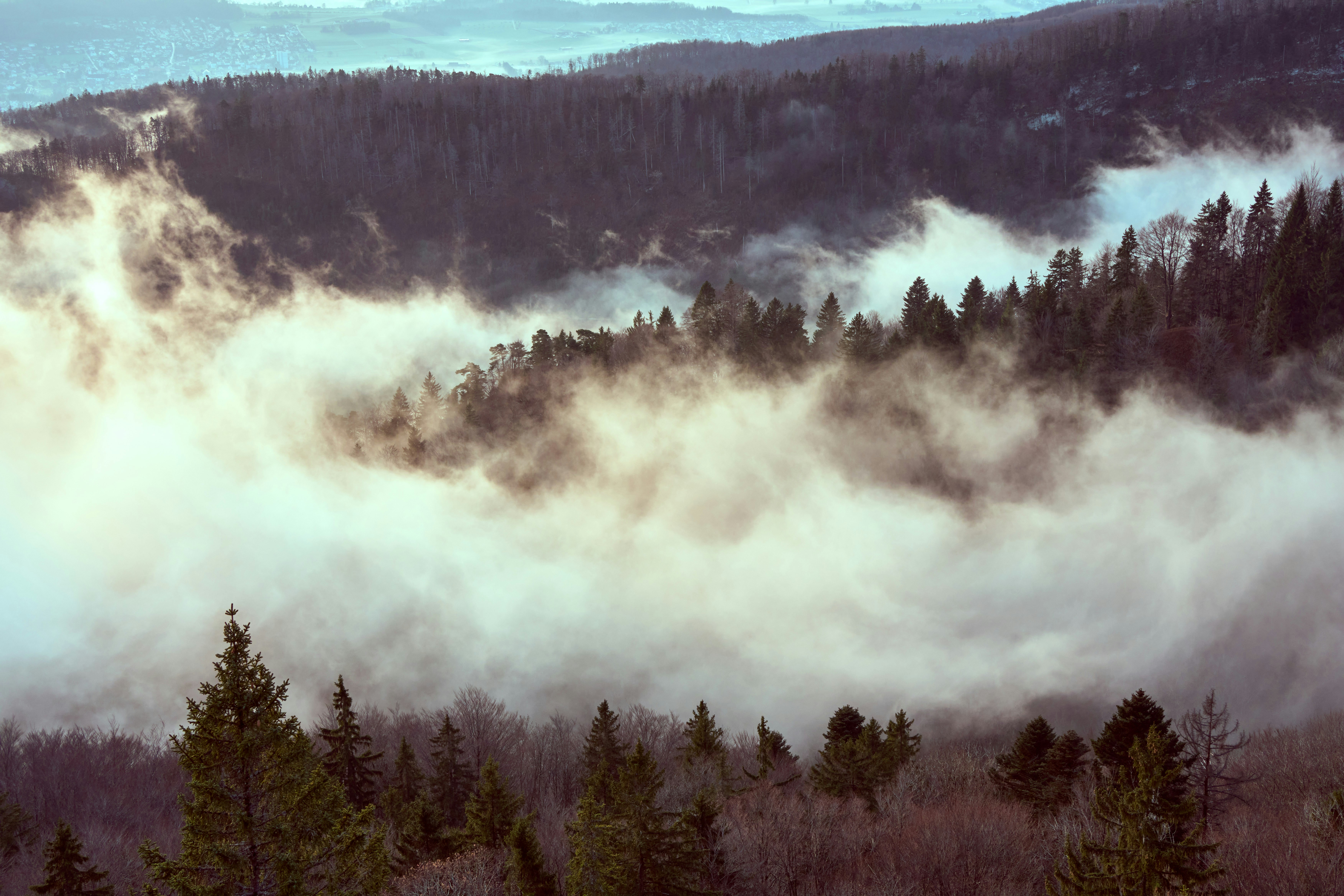 misty pine forest wilderness, wallpaper, Hidden Gems for Secluded Camping: How to Find Quiet Spots 6