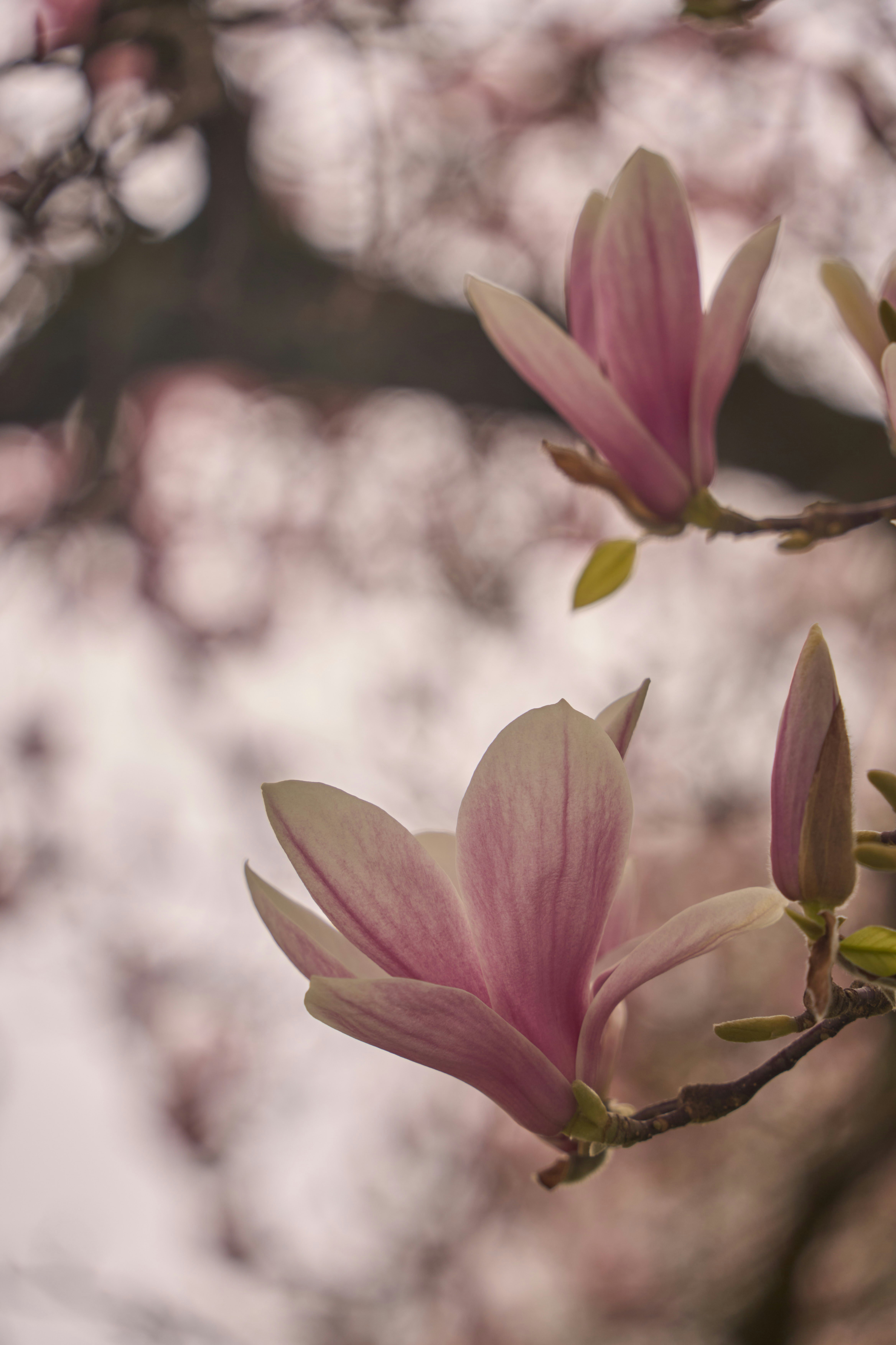 Delicate pink magnolia blossoms on a tree branch