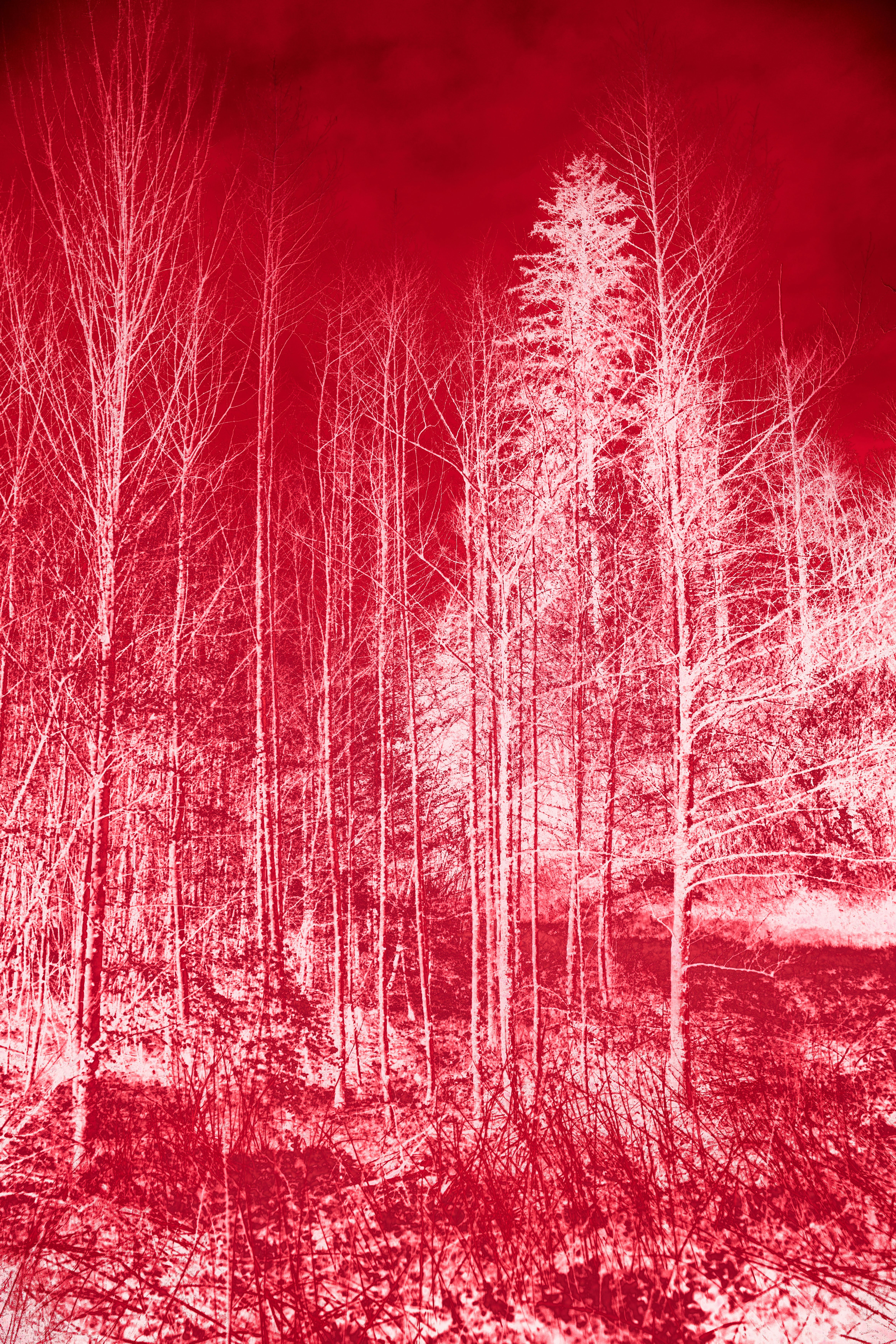 Inverted red and white forest with bare trees
