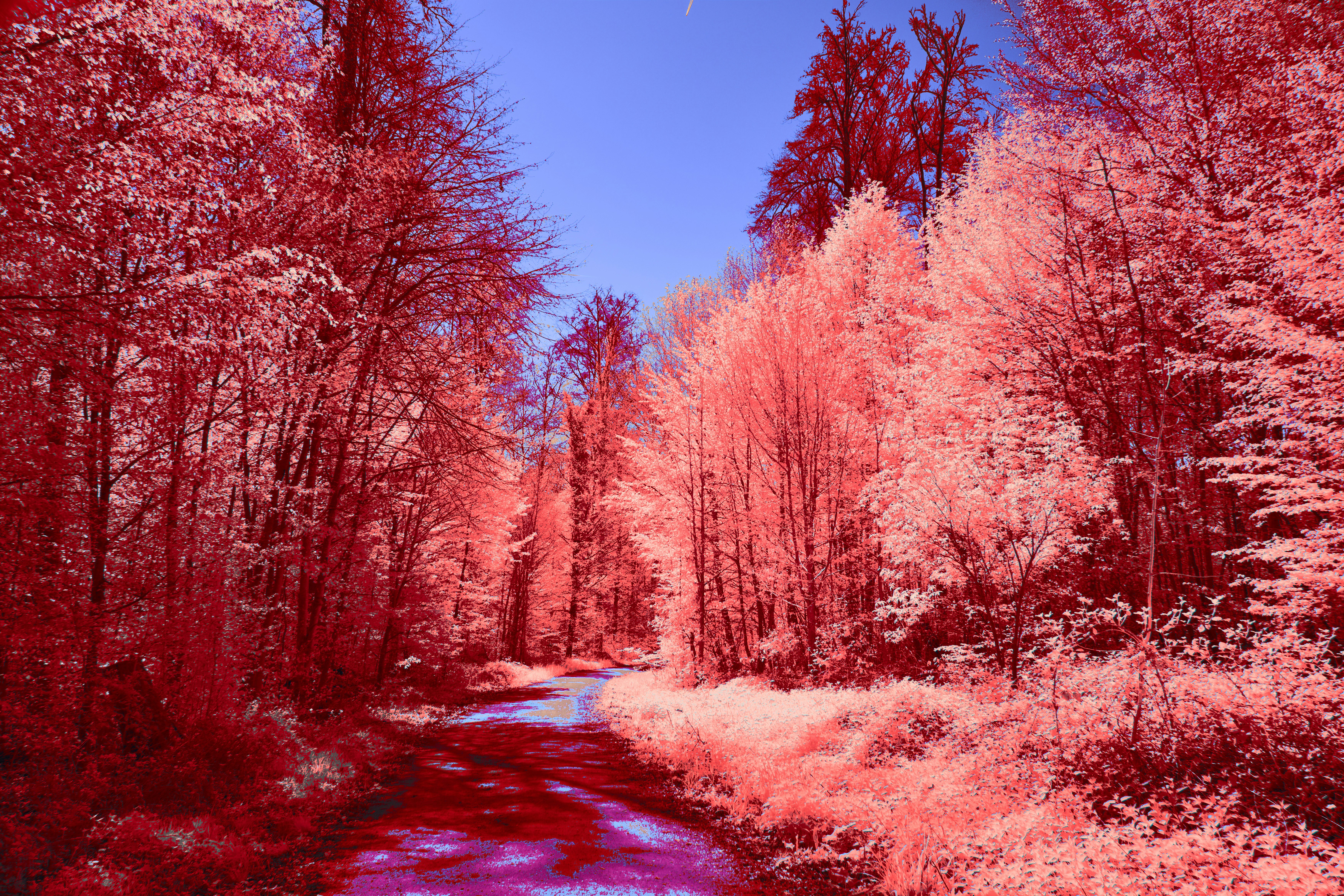 A surreal forest path with pink foliage and blue sky