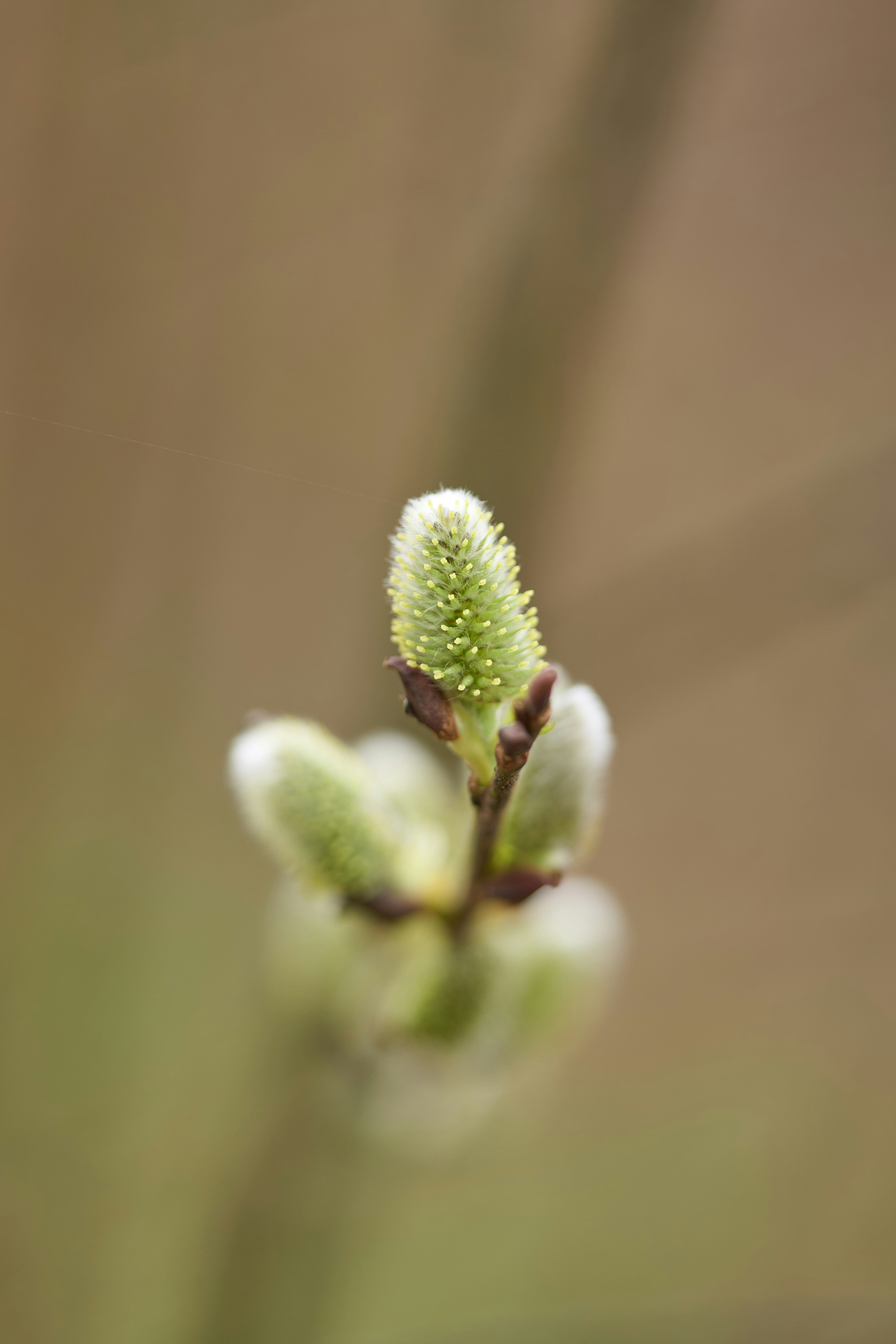 A close-up of a pussy willow bud in spring.