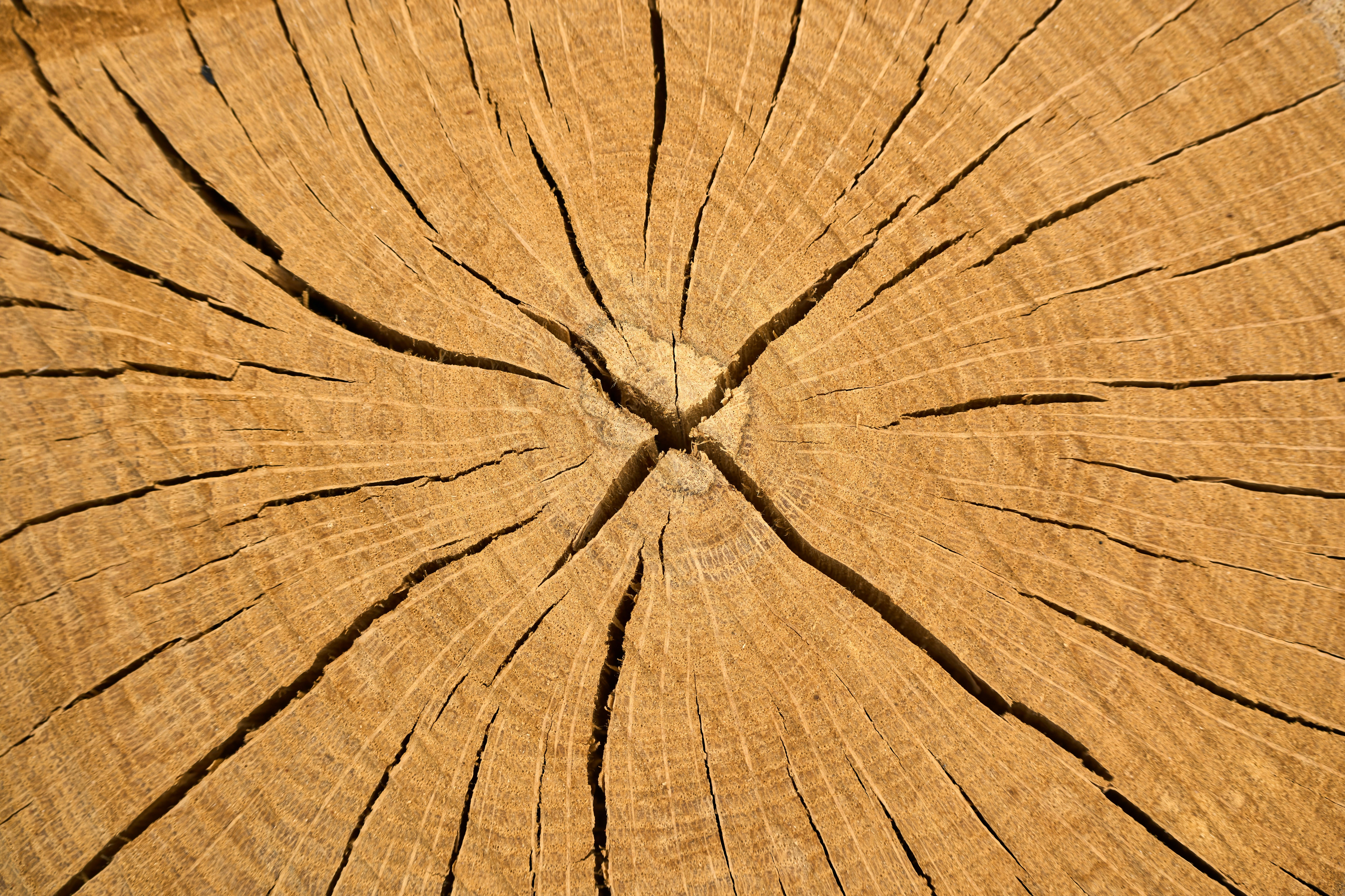 Close-up of a cracked tree stump showing growth rings