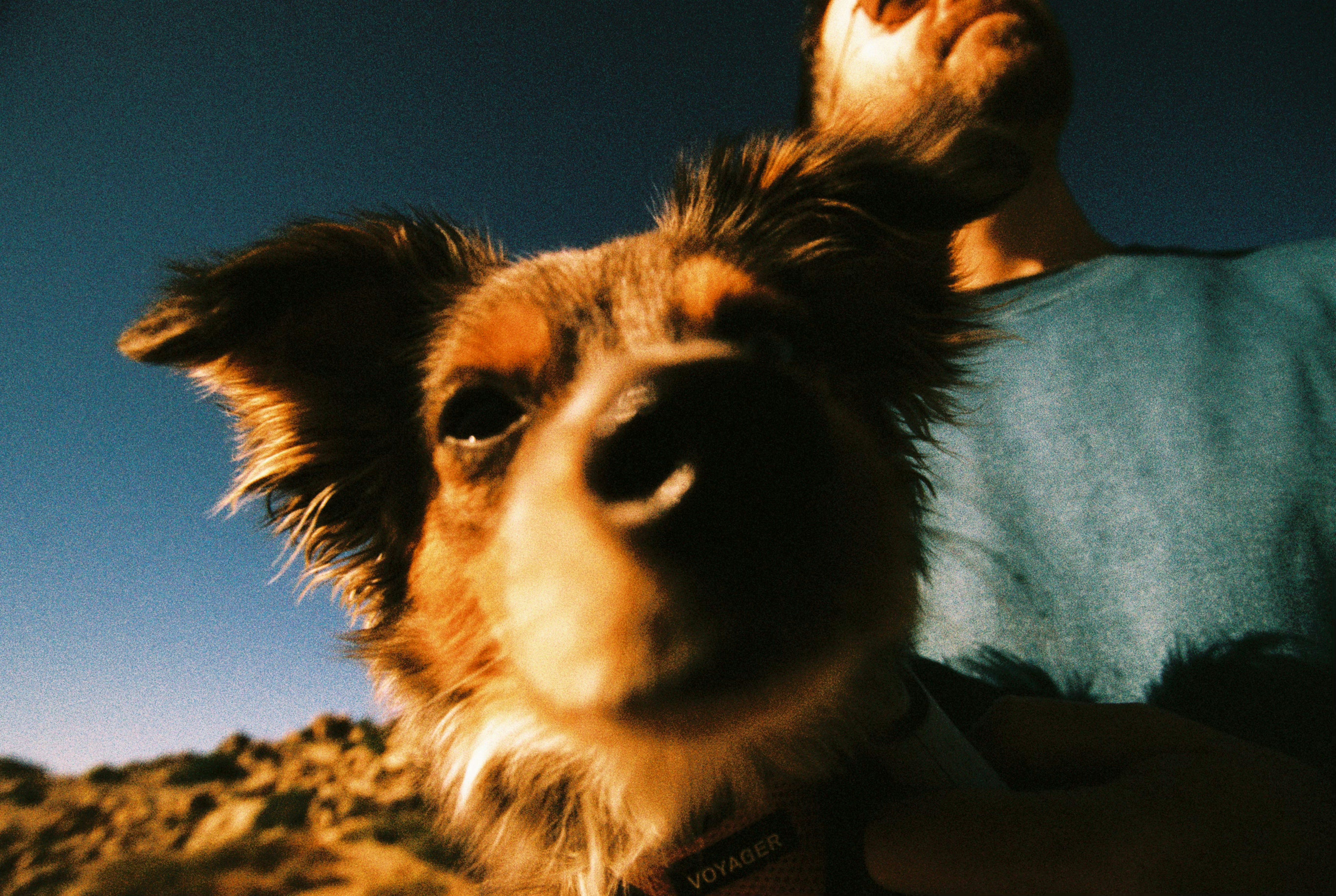 犬が屋外のカメラをじっと見つめている