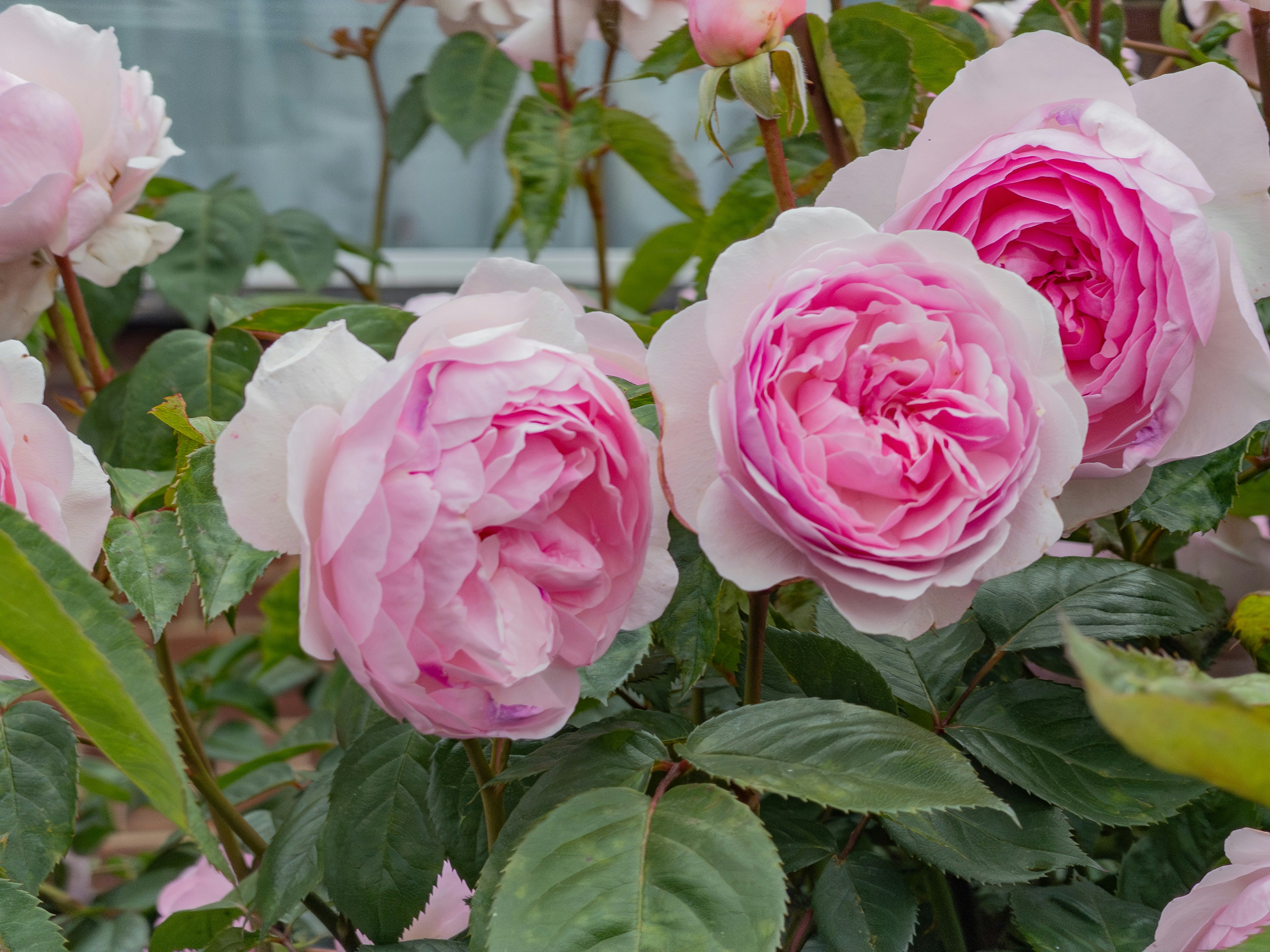 Diverse bellissime rose rosa che fioriscono con foglie verdi.