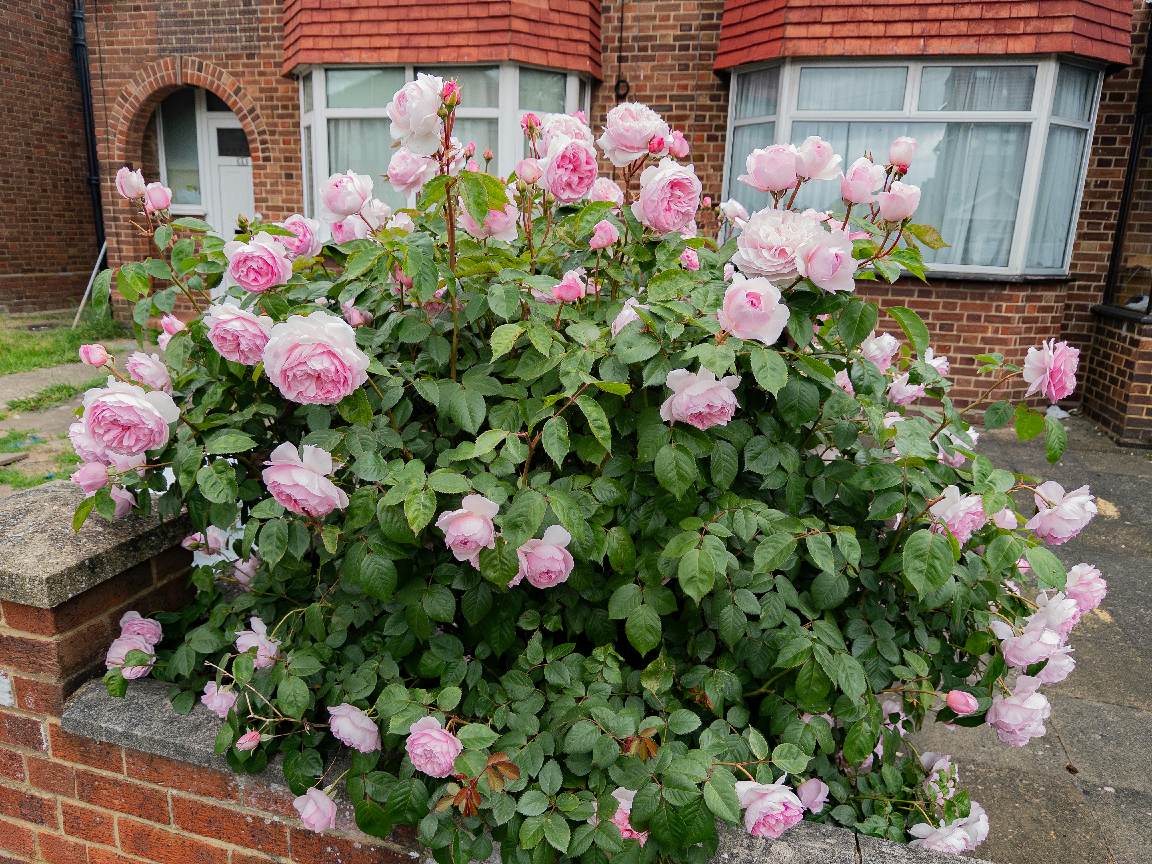 Un cespuglio di rose rosa davanti a una casa