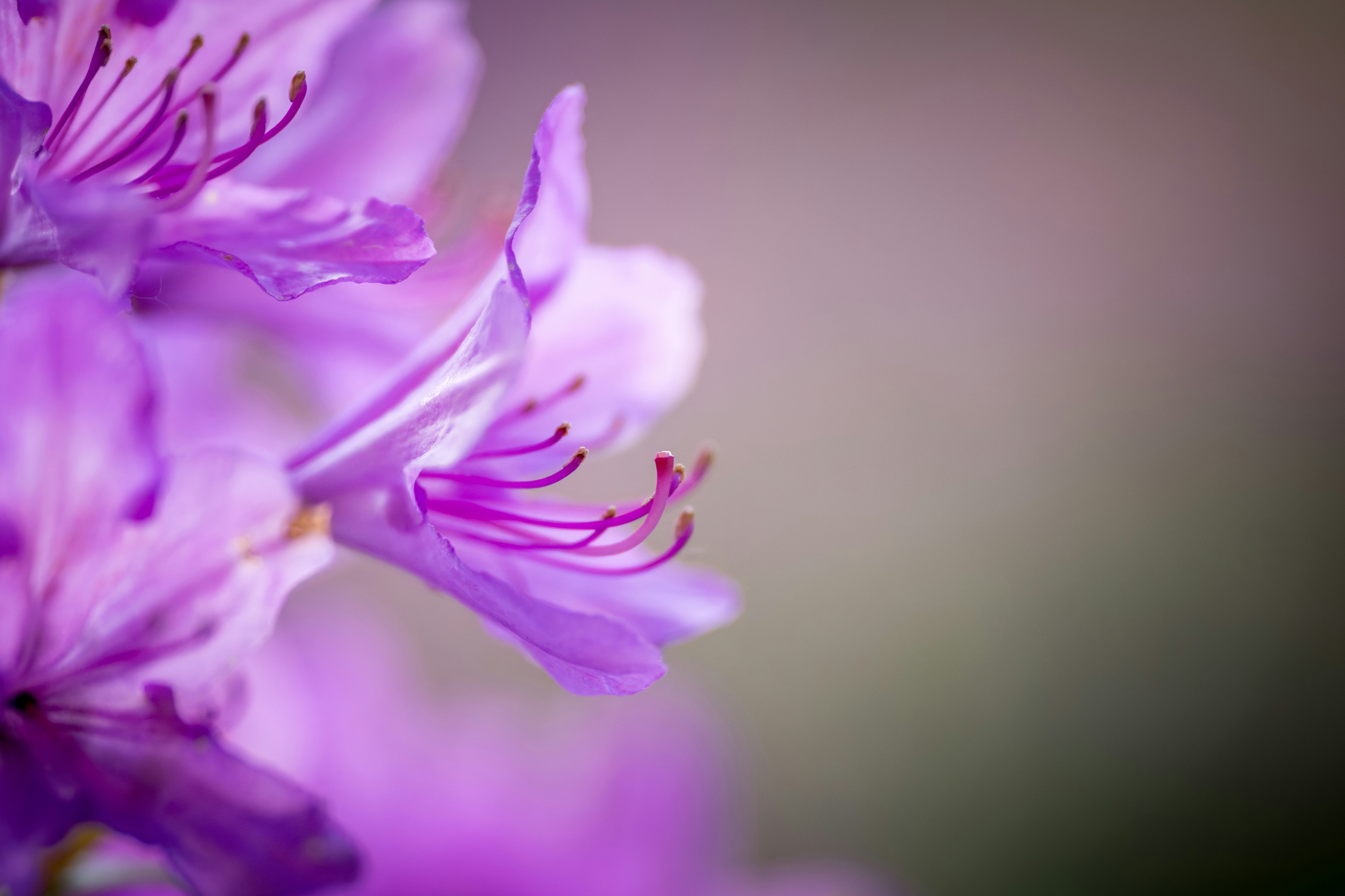 Leuchtend violette Blumen mit zarten Staubblättern vor einem weichen Hintergrund.