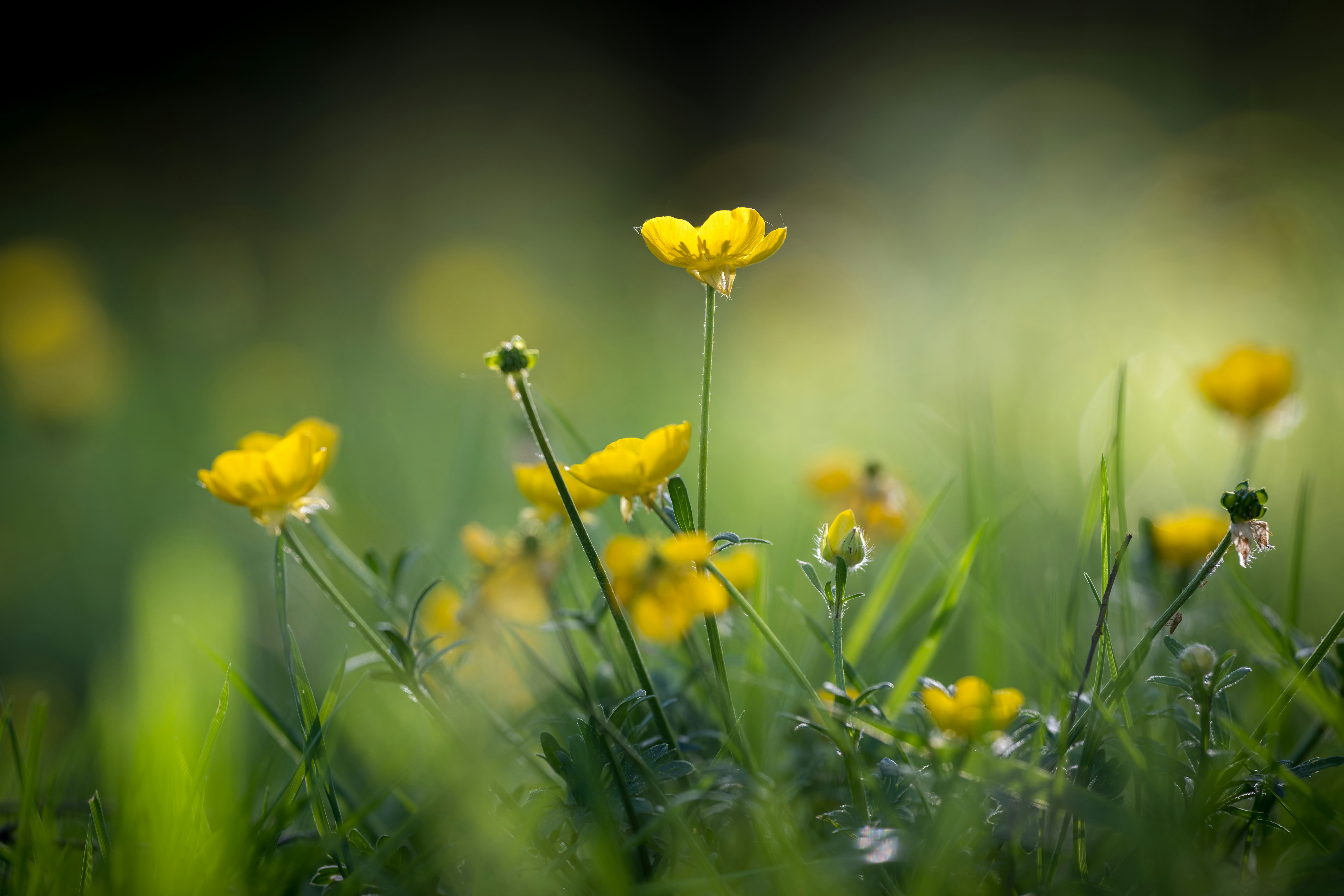 Photo by coombez