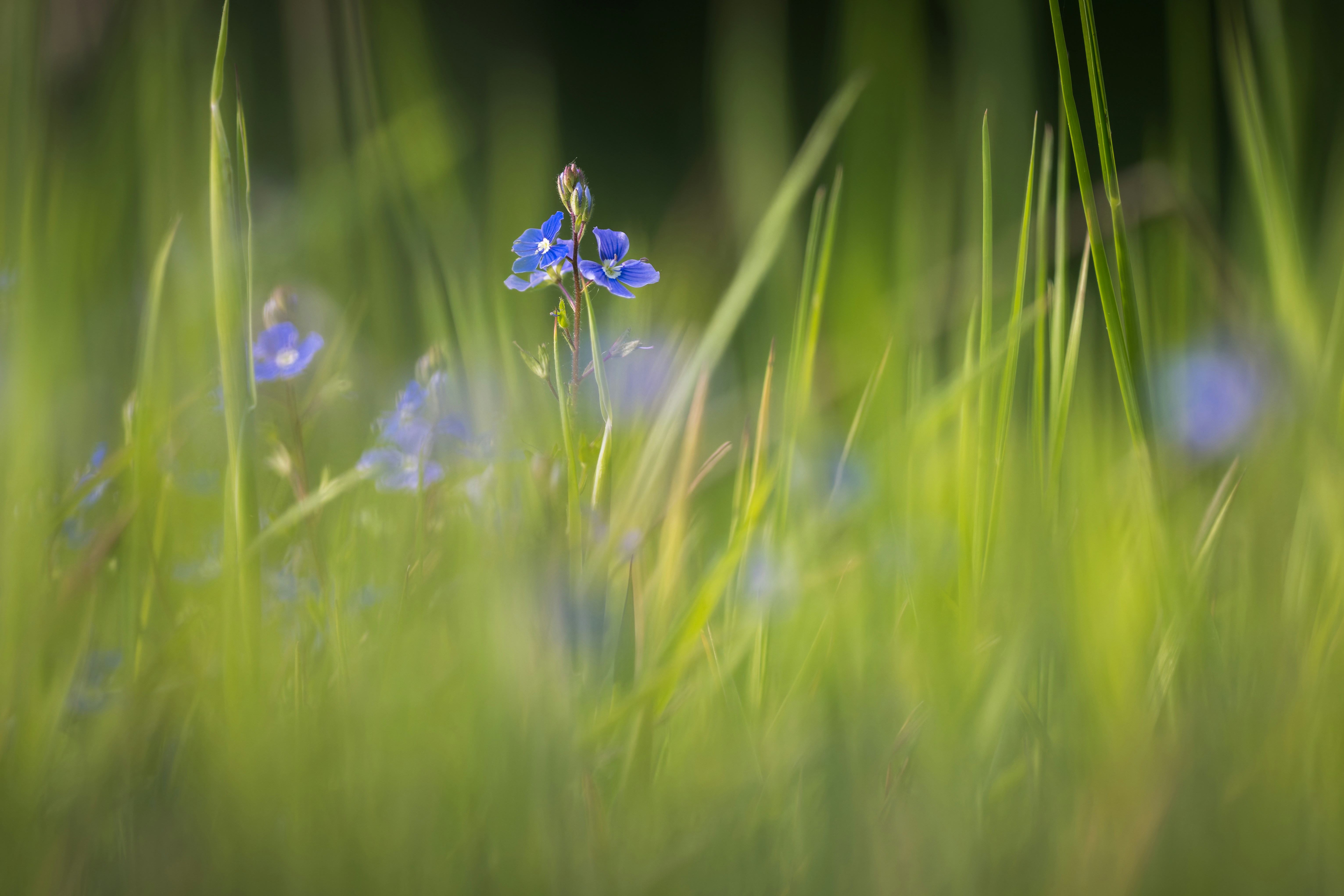 Eine kleine blaue Blume steht hoch im üppig grünen Gras.