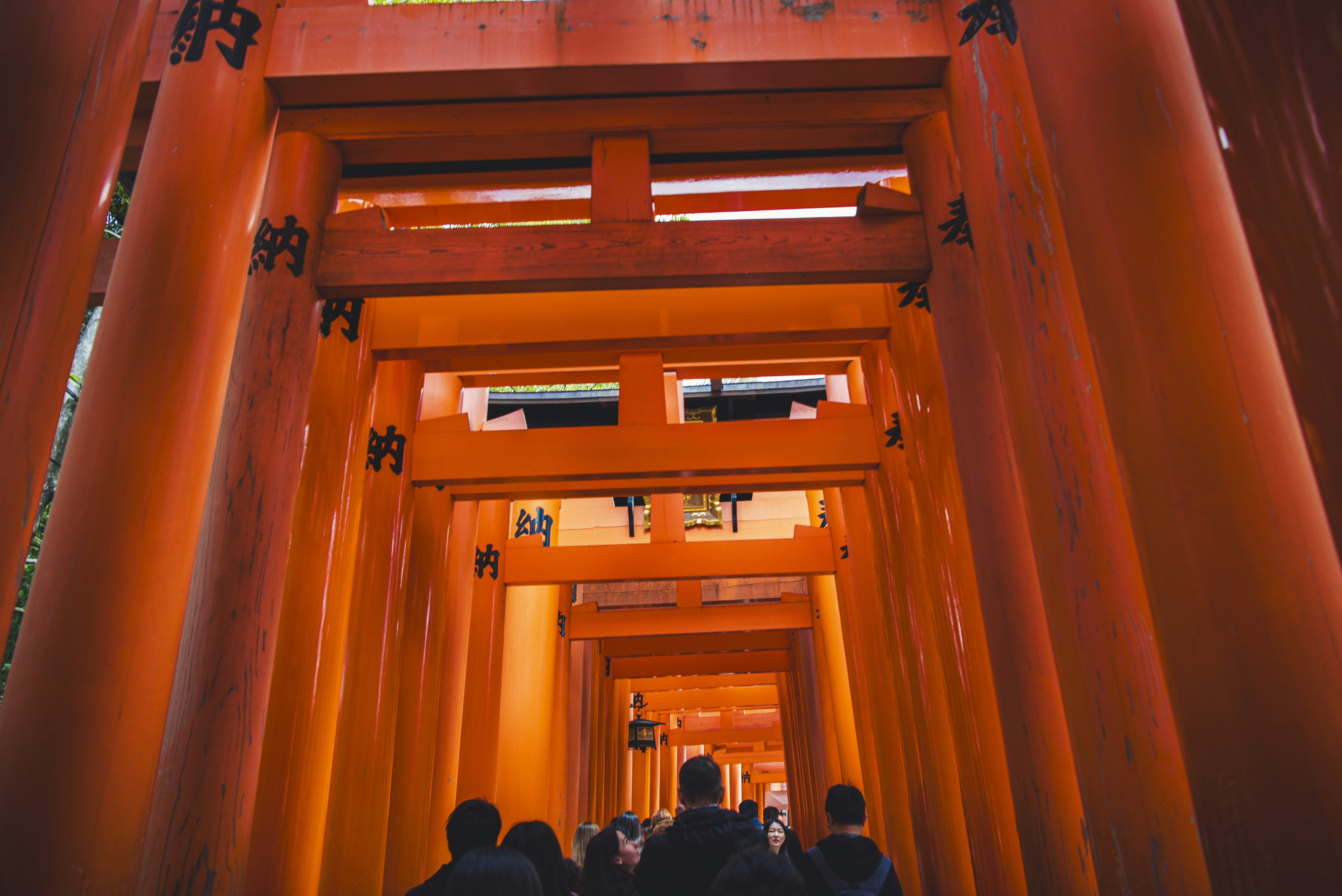 People walking through a tunnel of red torii gates.
