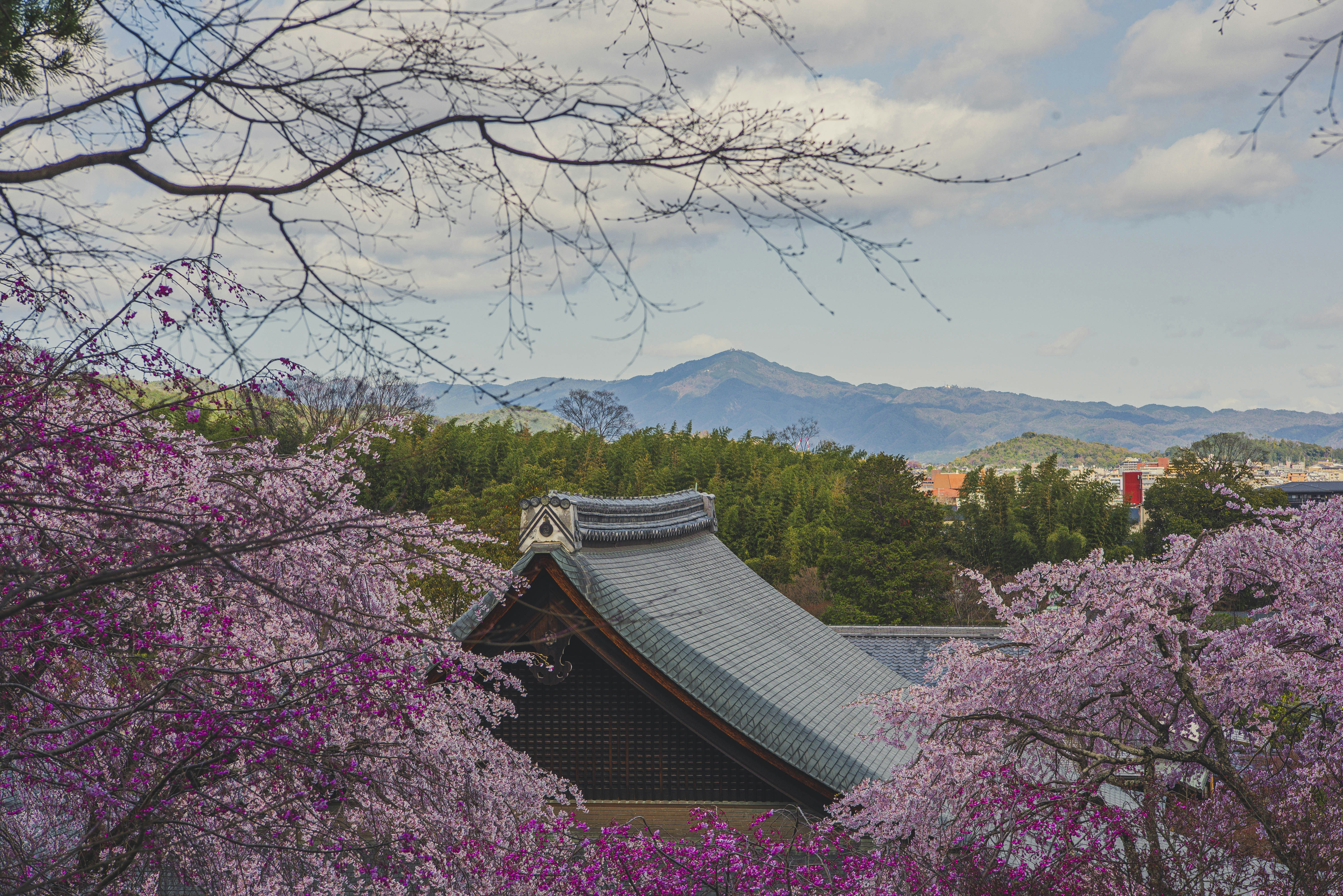 Cherry blossoms frame a traditional japanese temple roof.