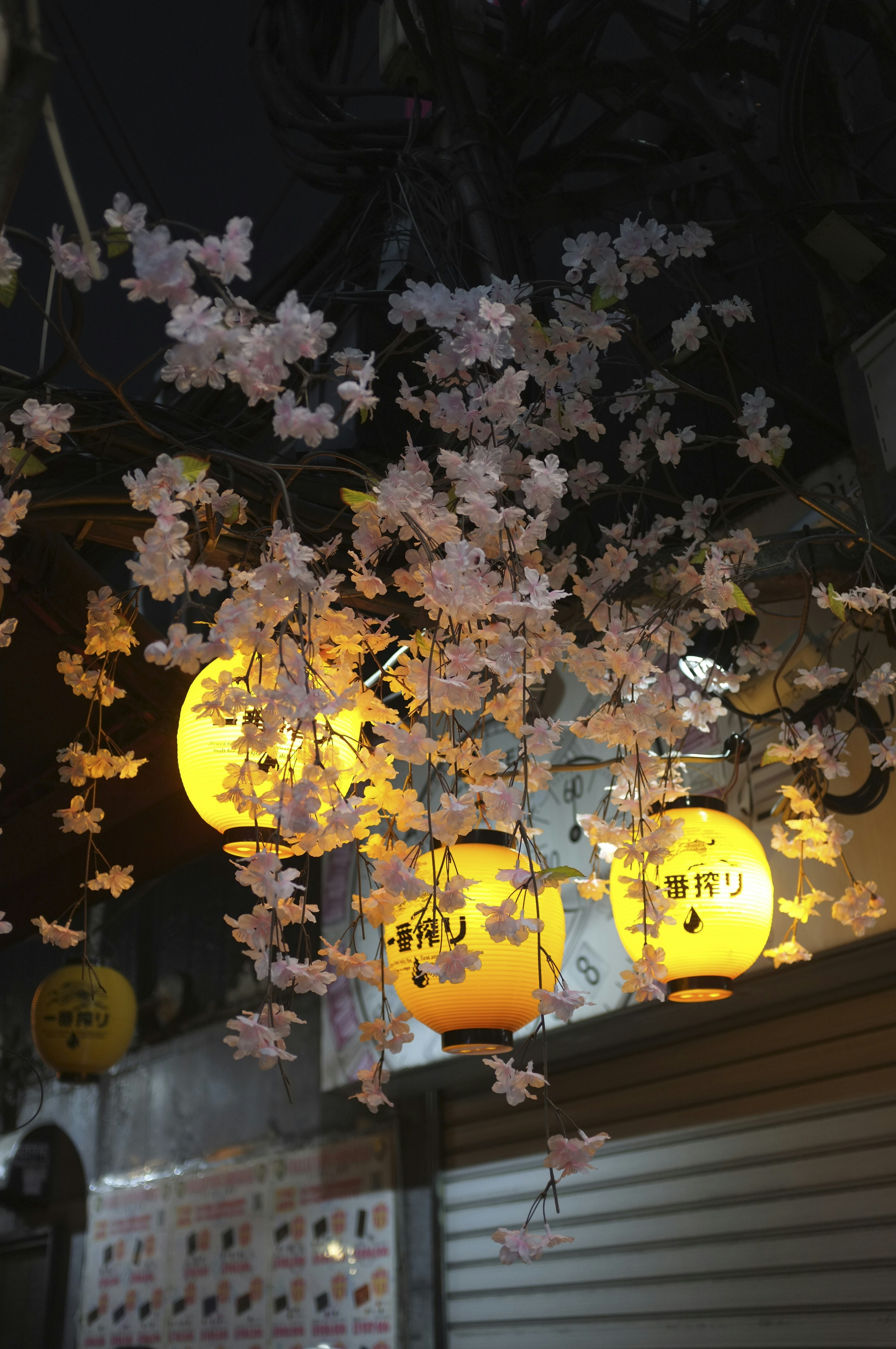 Paper lanterns and cherry blossoms at night