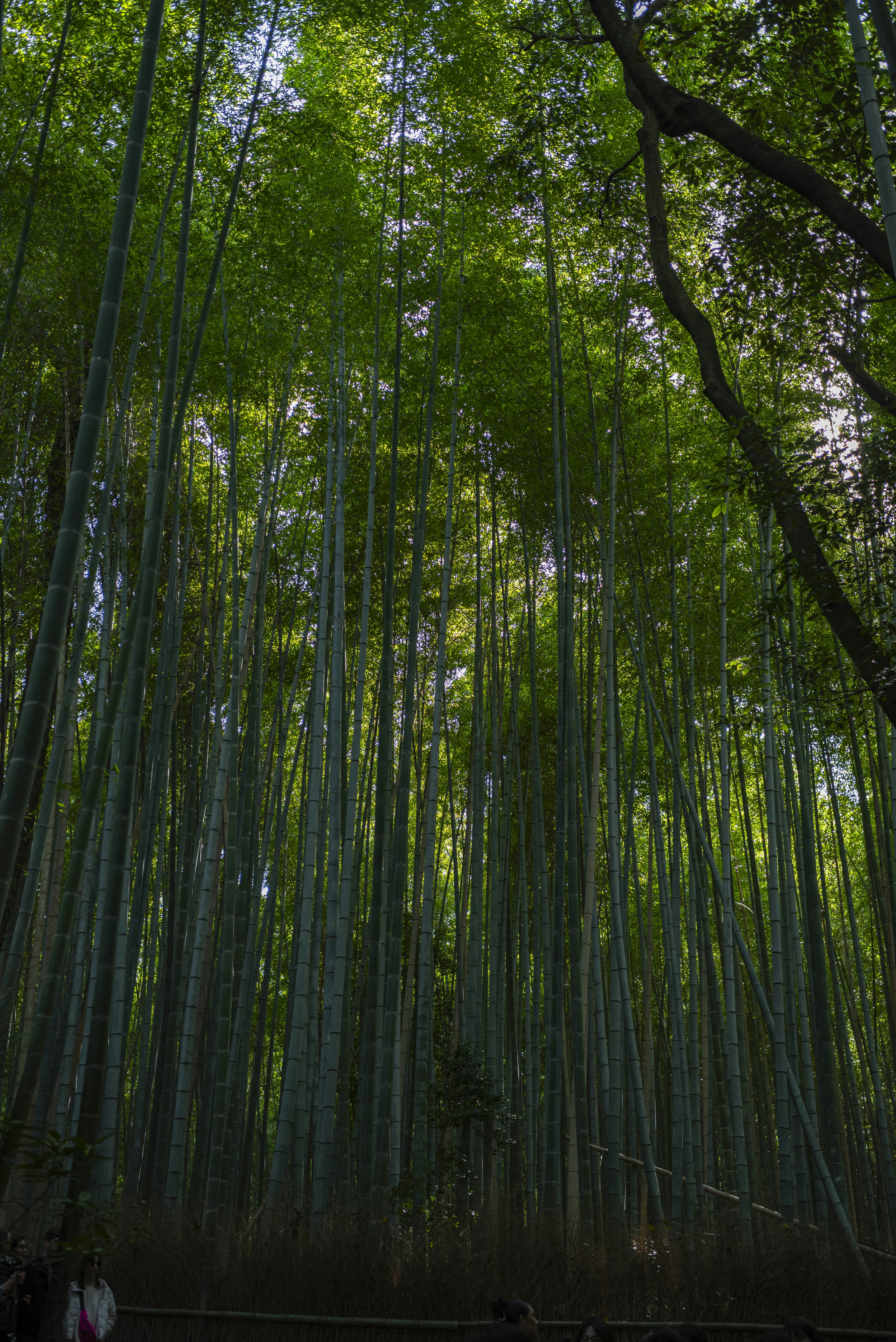Tall bamboo stalks reach towards the sky.