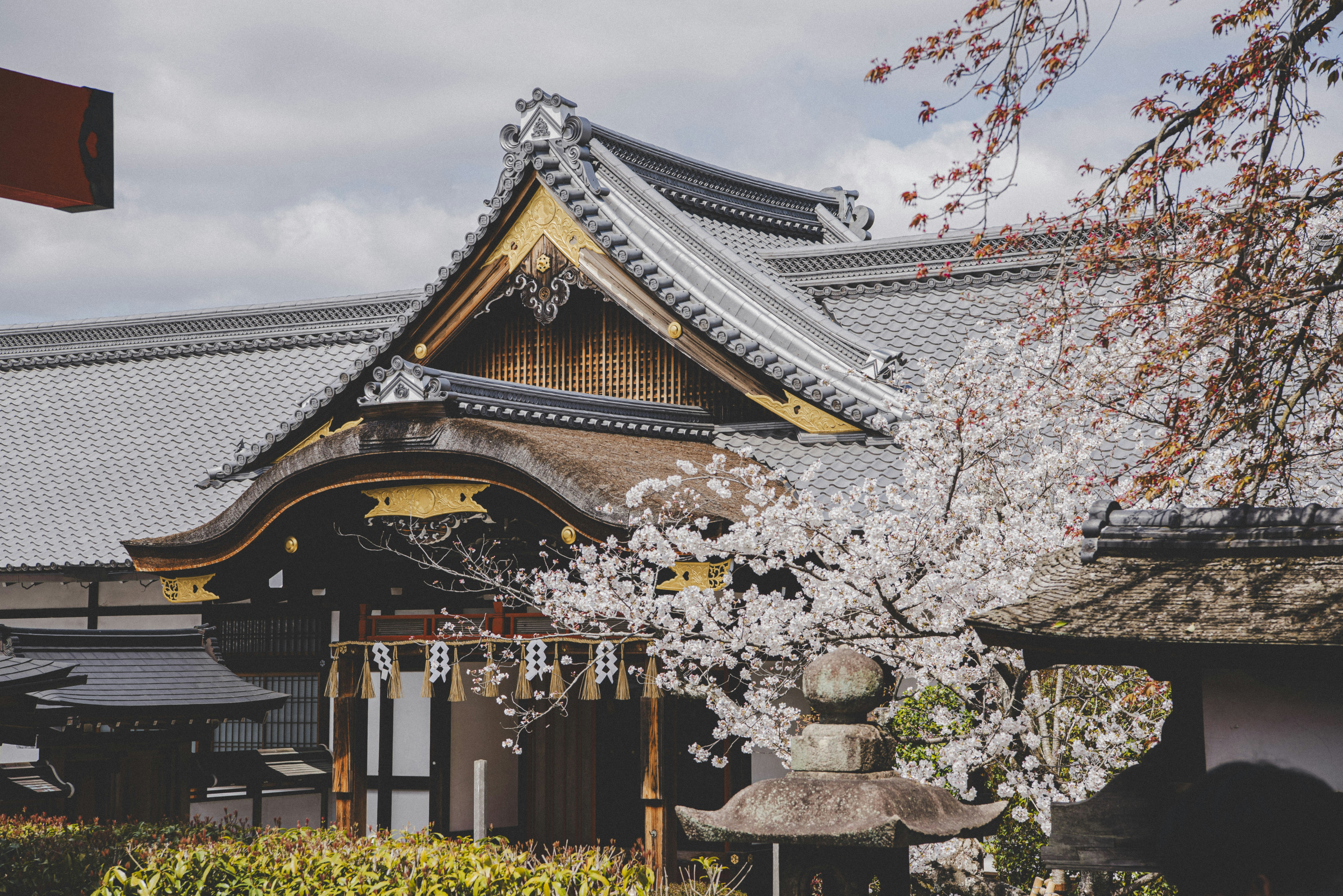Traditional japanese temple with blooming cherry blossoms.