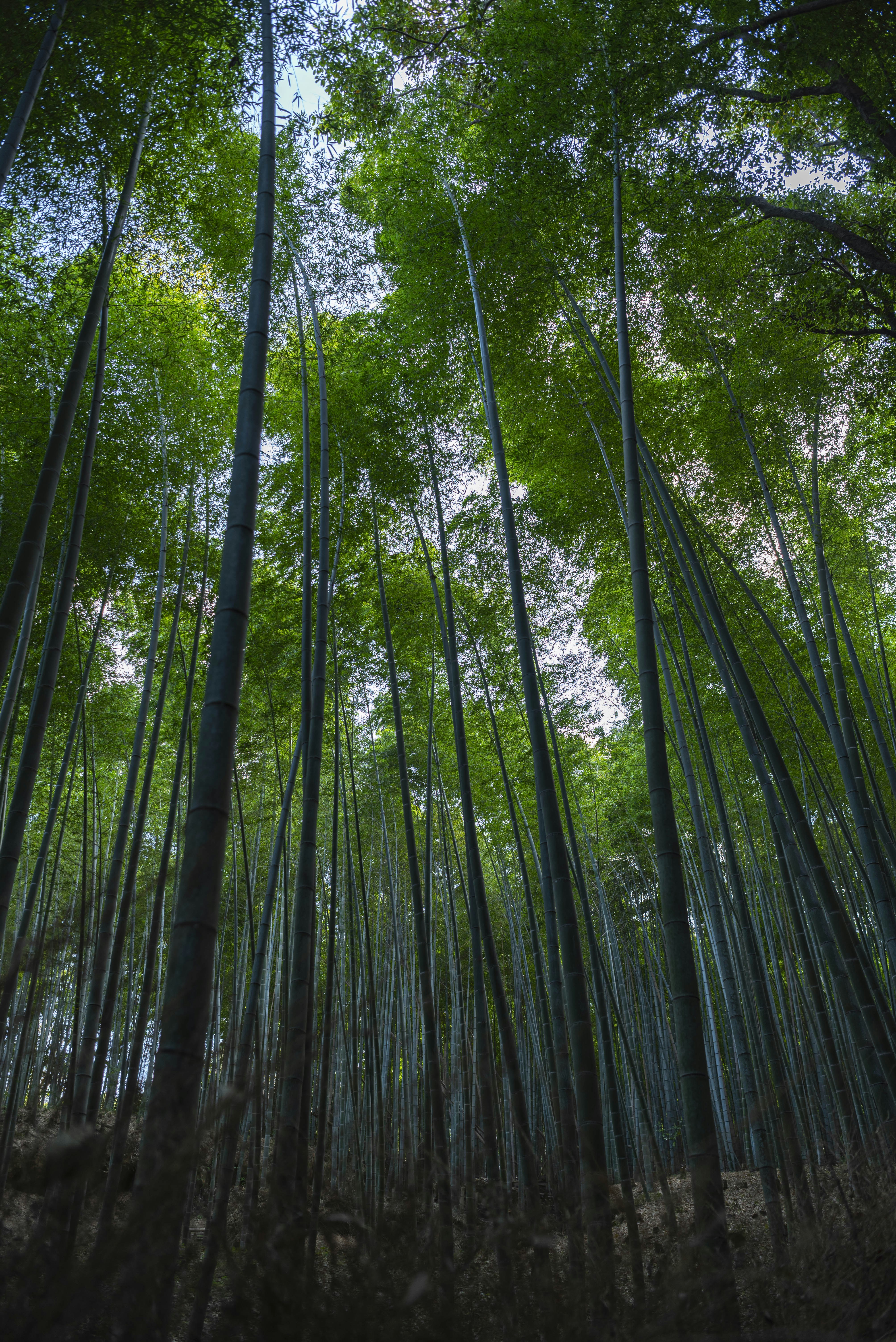 Tall bamboo stalks reaching towards the sky